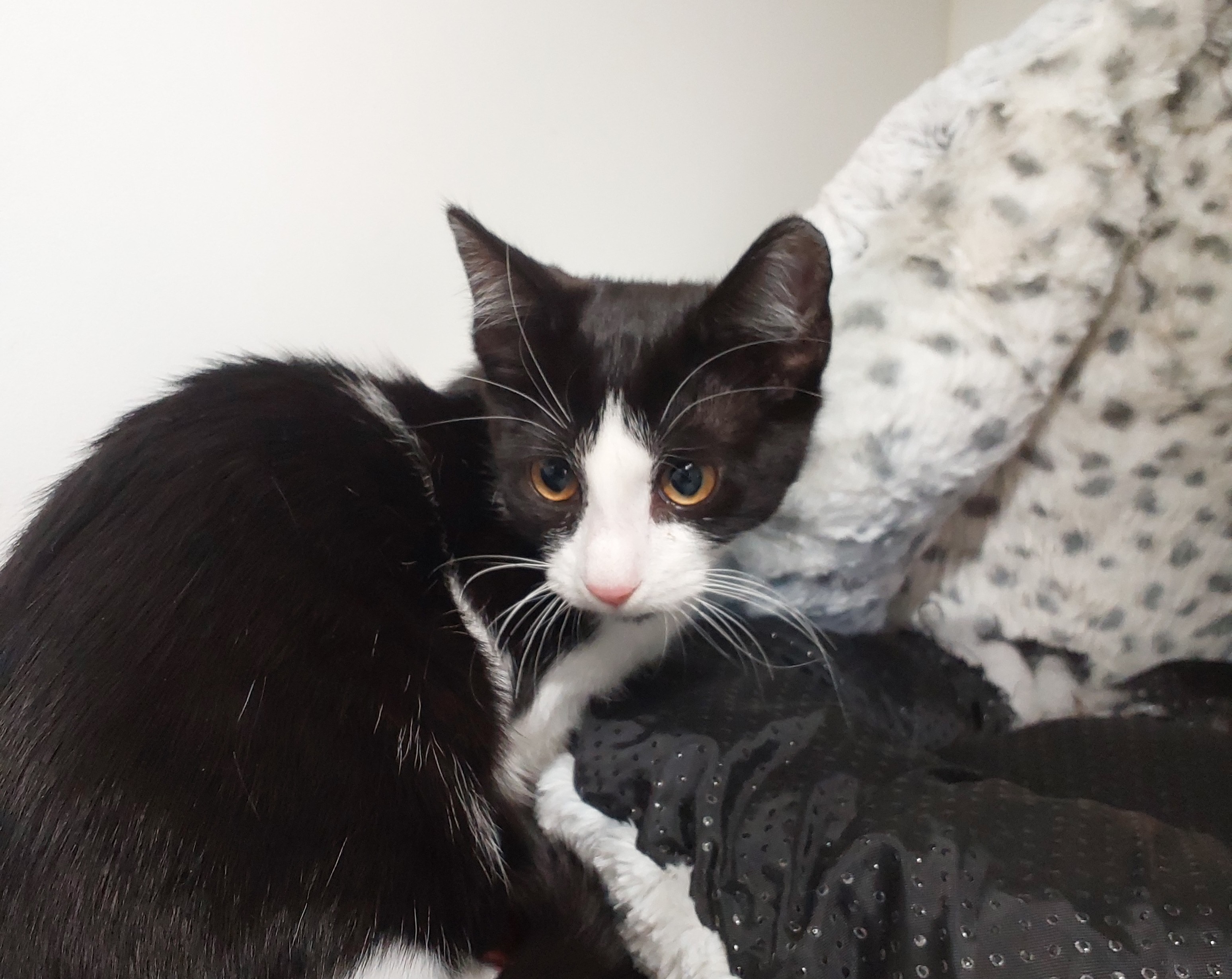 Female Domestic Short Hair Kitten