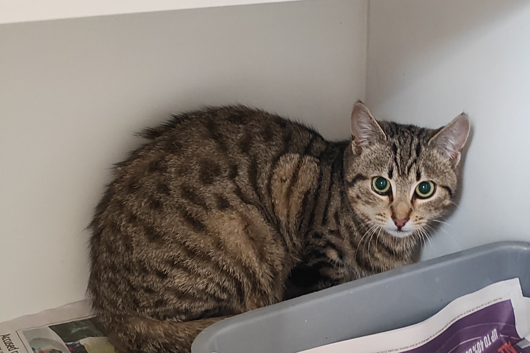 DSH Grey tabby cat