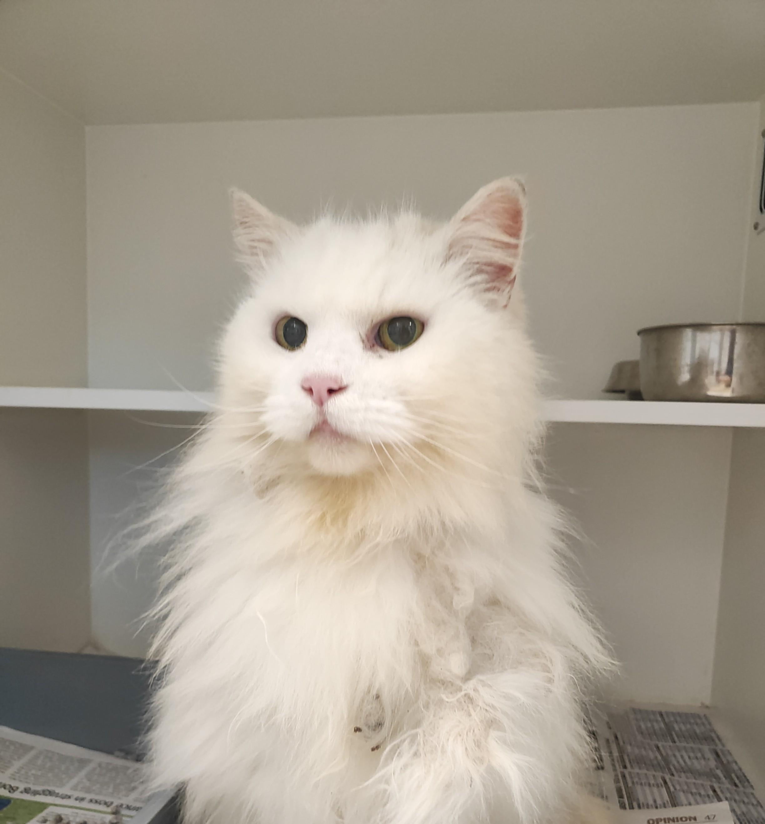 Domestic Long Hair cat
