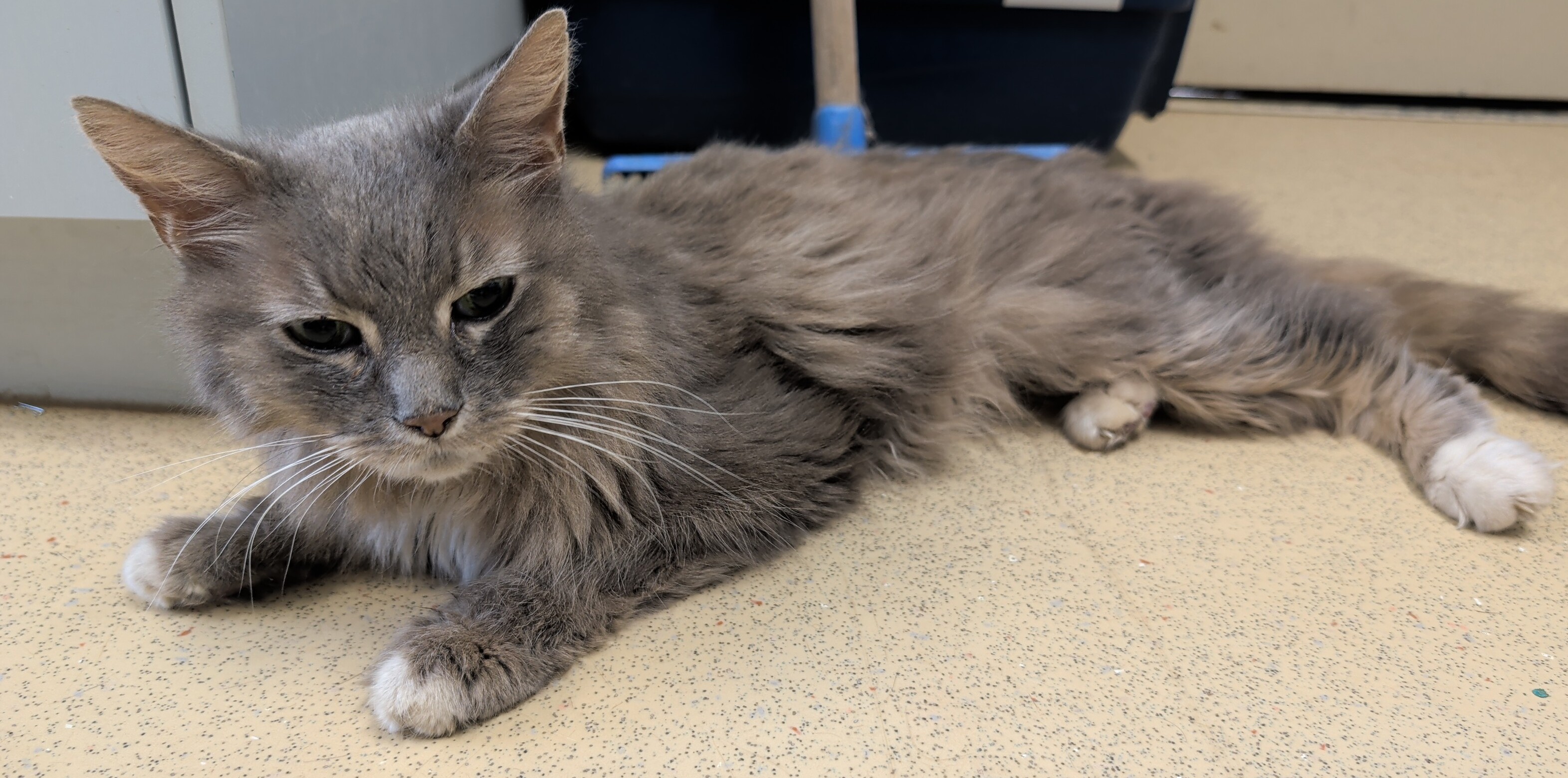 Domestic medium hair cat