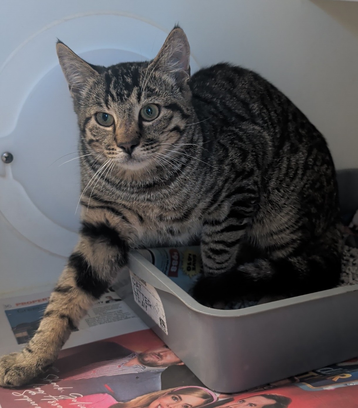 Domestic short hair cat