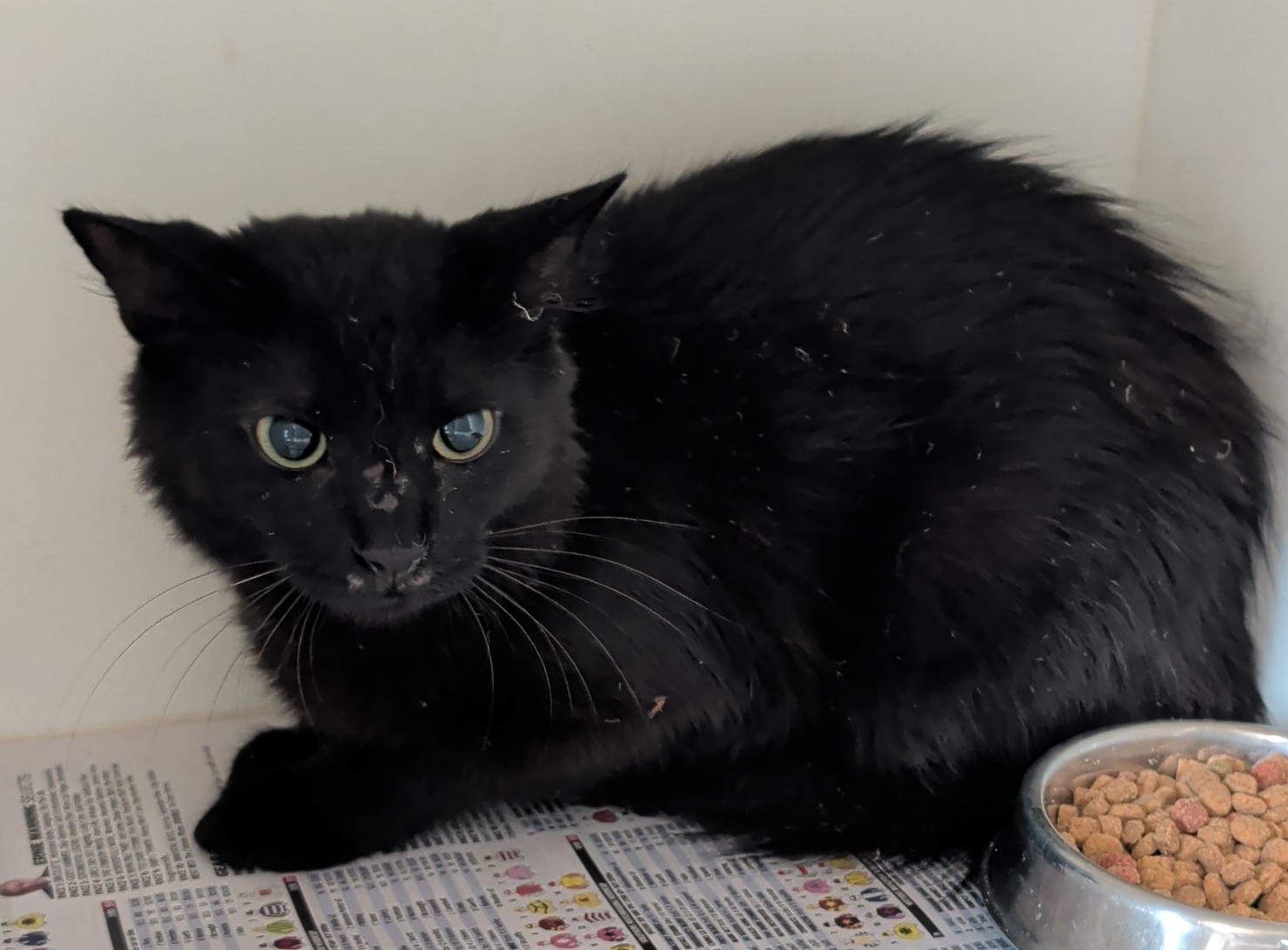 Domestic medium hair cat