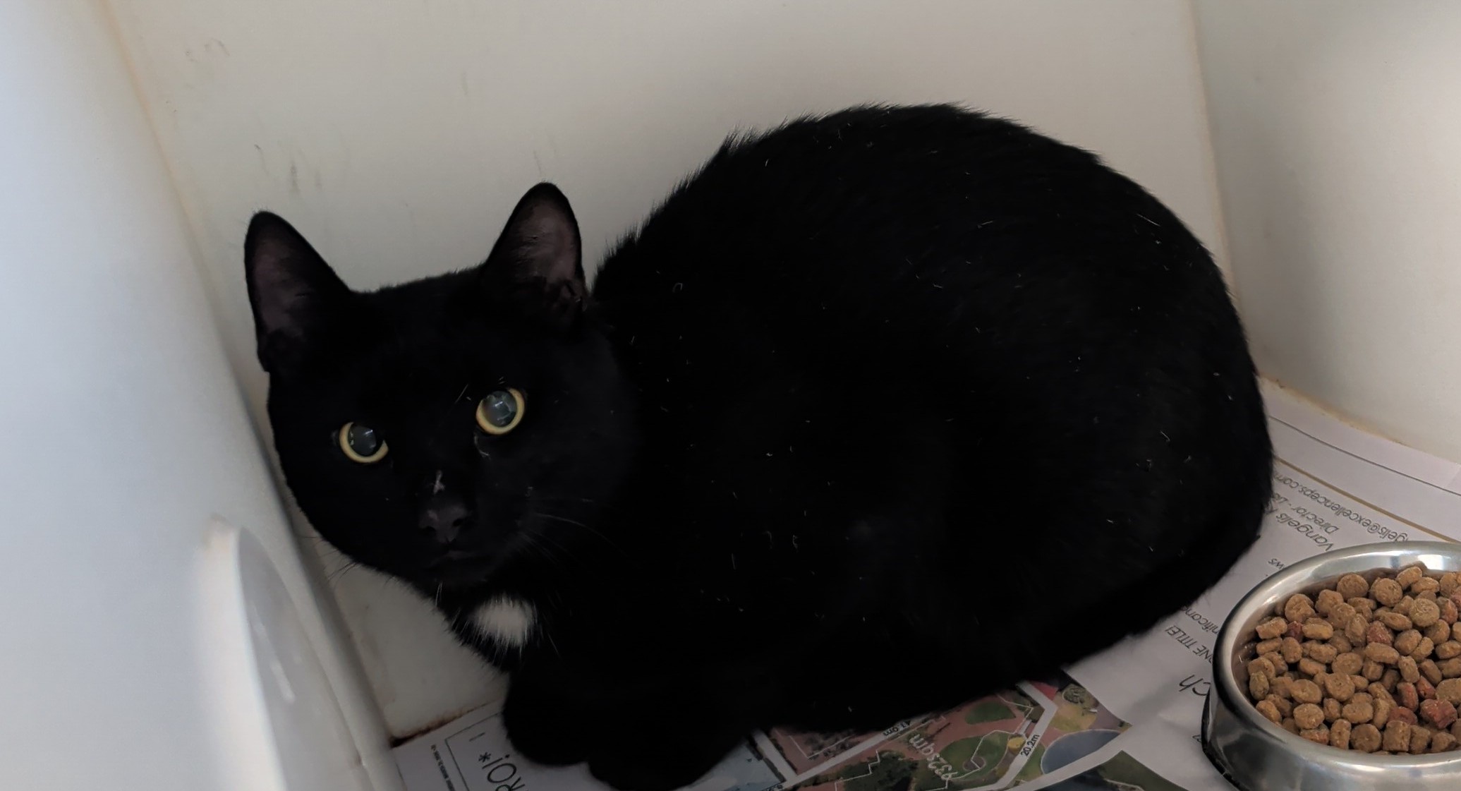 Domestic short hair cat