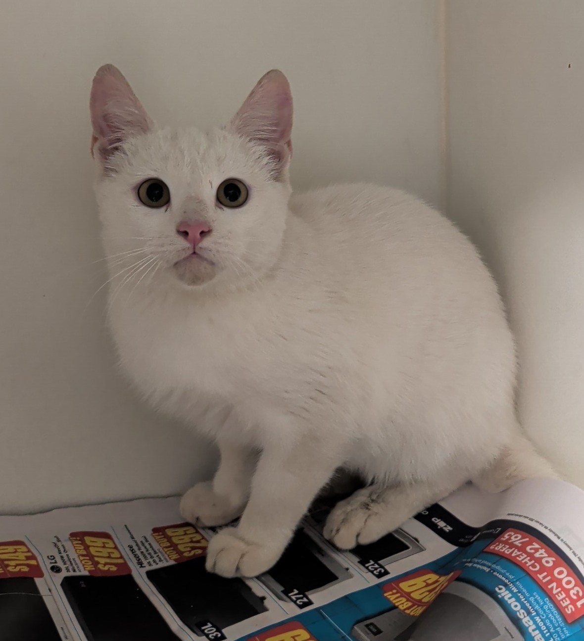 Domestic short haired cat