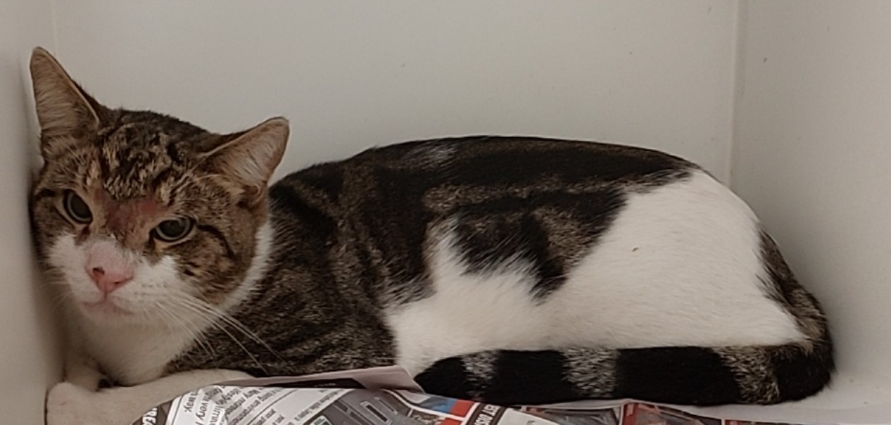 Domestic short haired cat