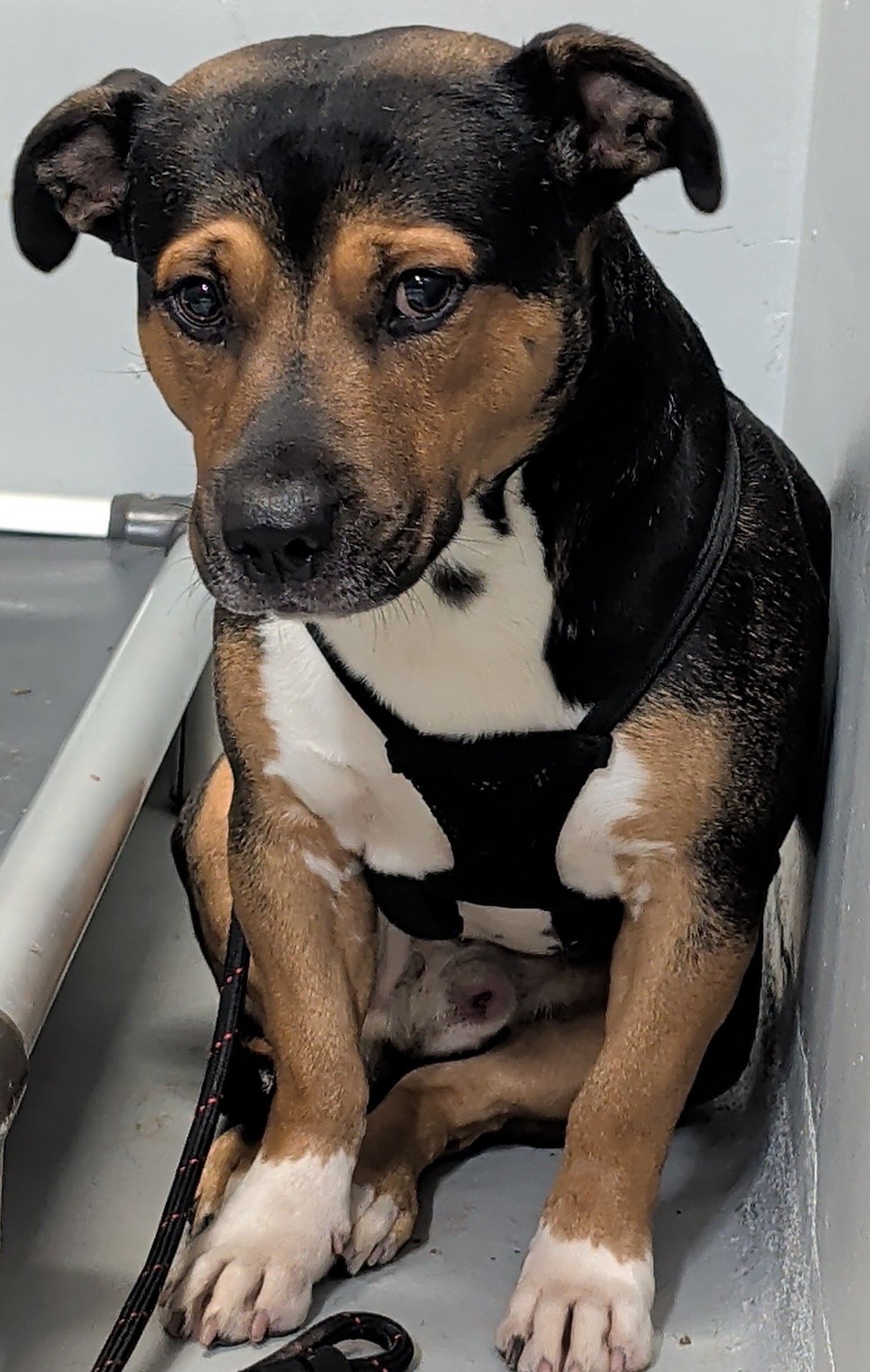 Staffy cross