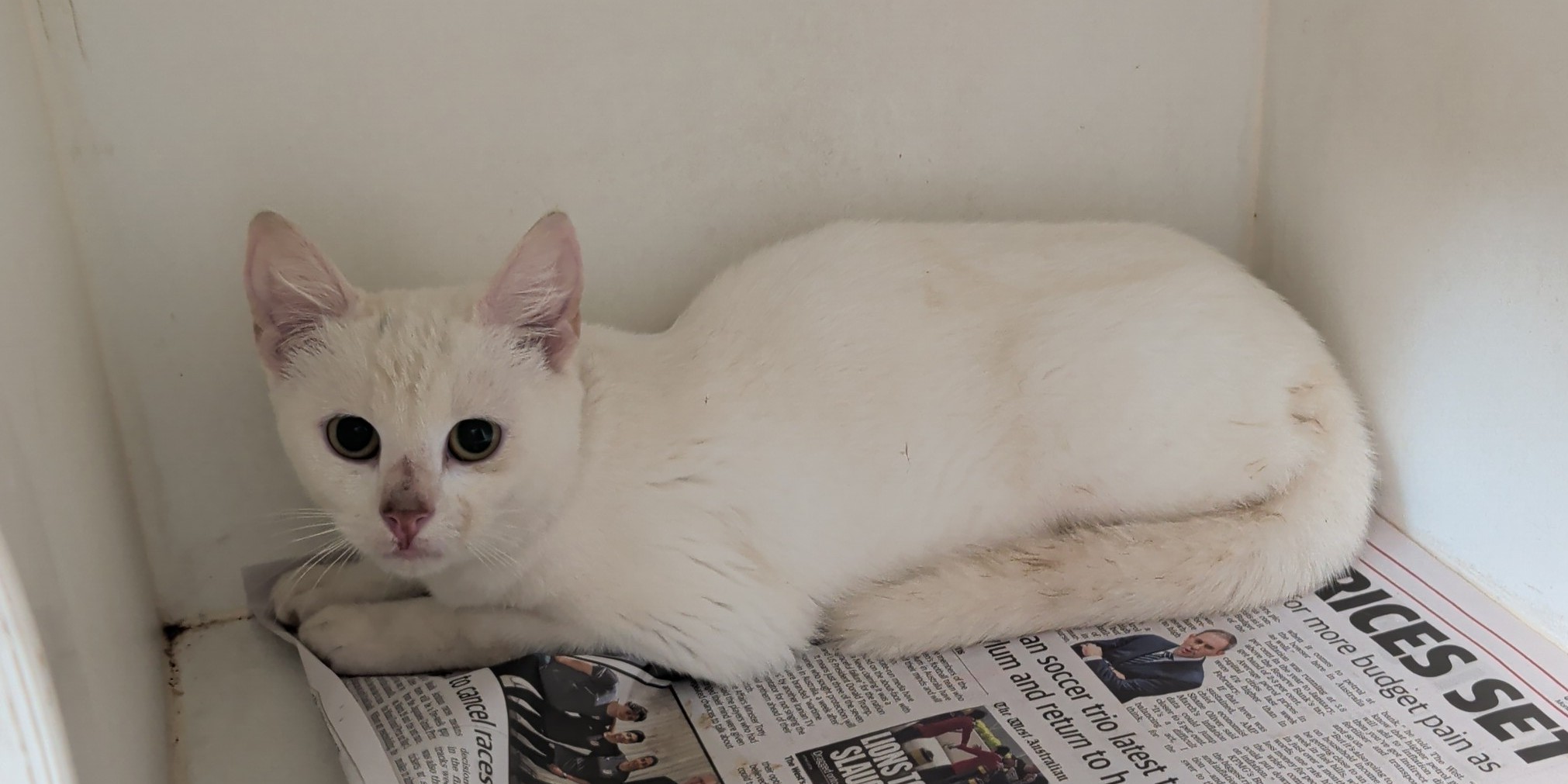 Domestic short haired cat