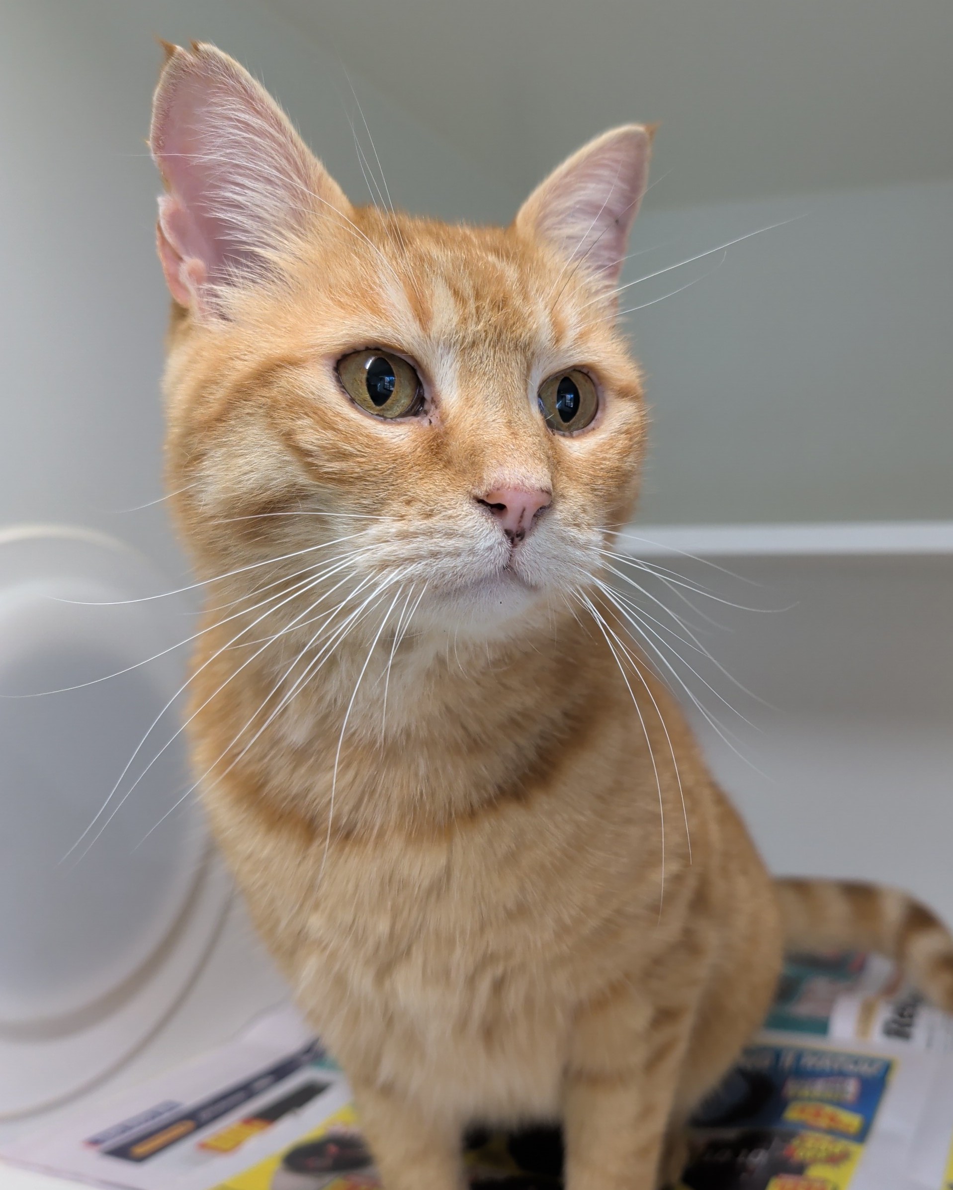 Domestic short haired cat