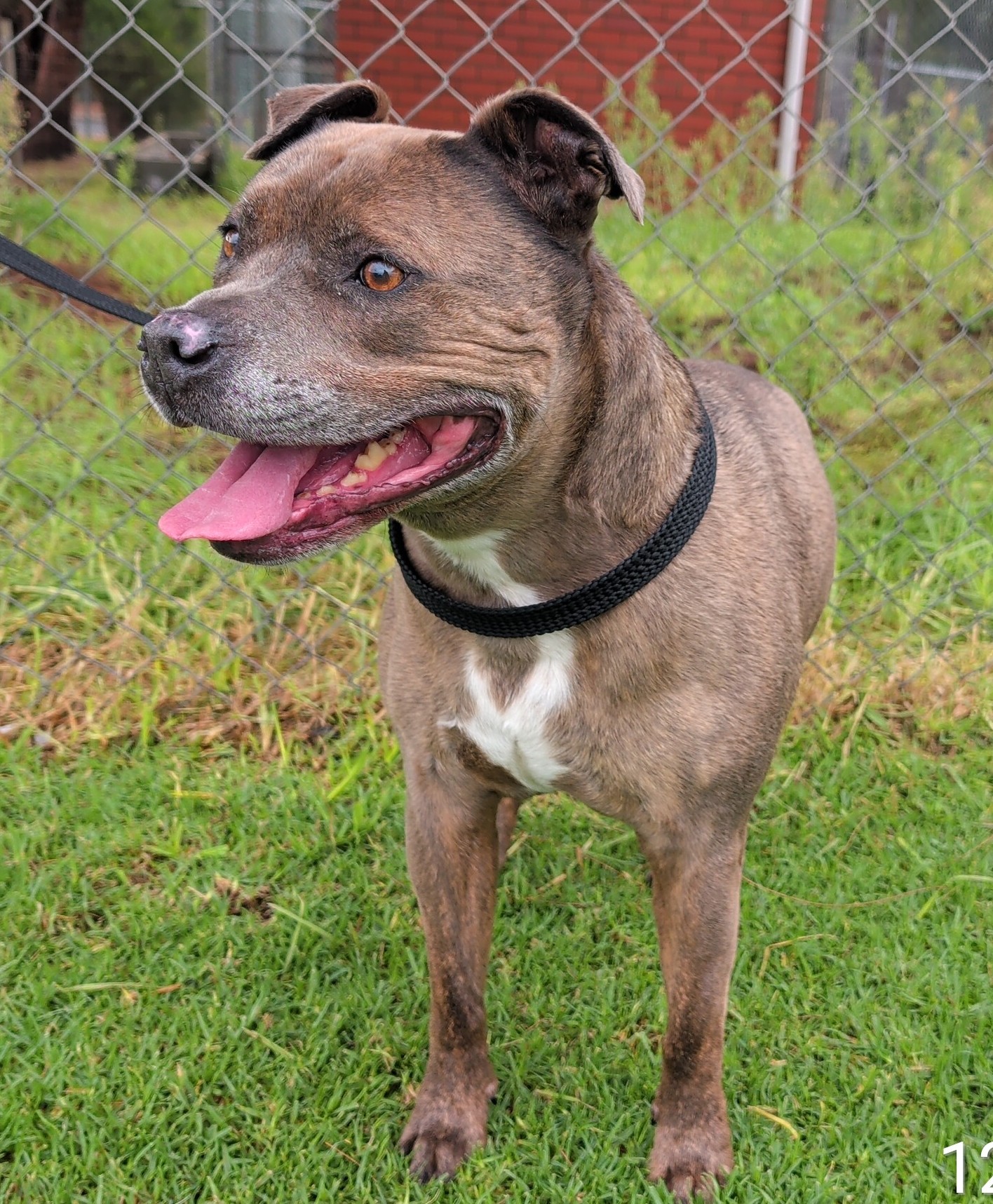 Staffordshire Bull Terrier