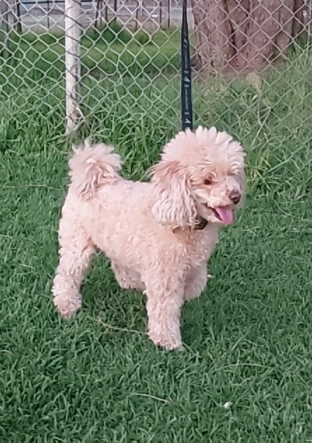 Miniature Poodle