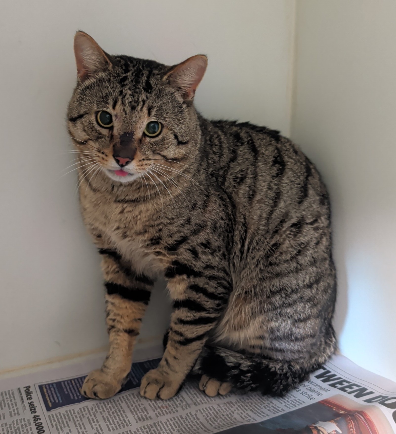 Grey Tabby DSH Cat