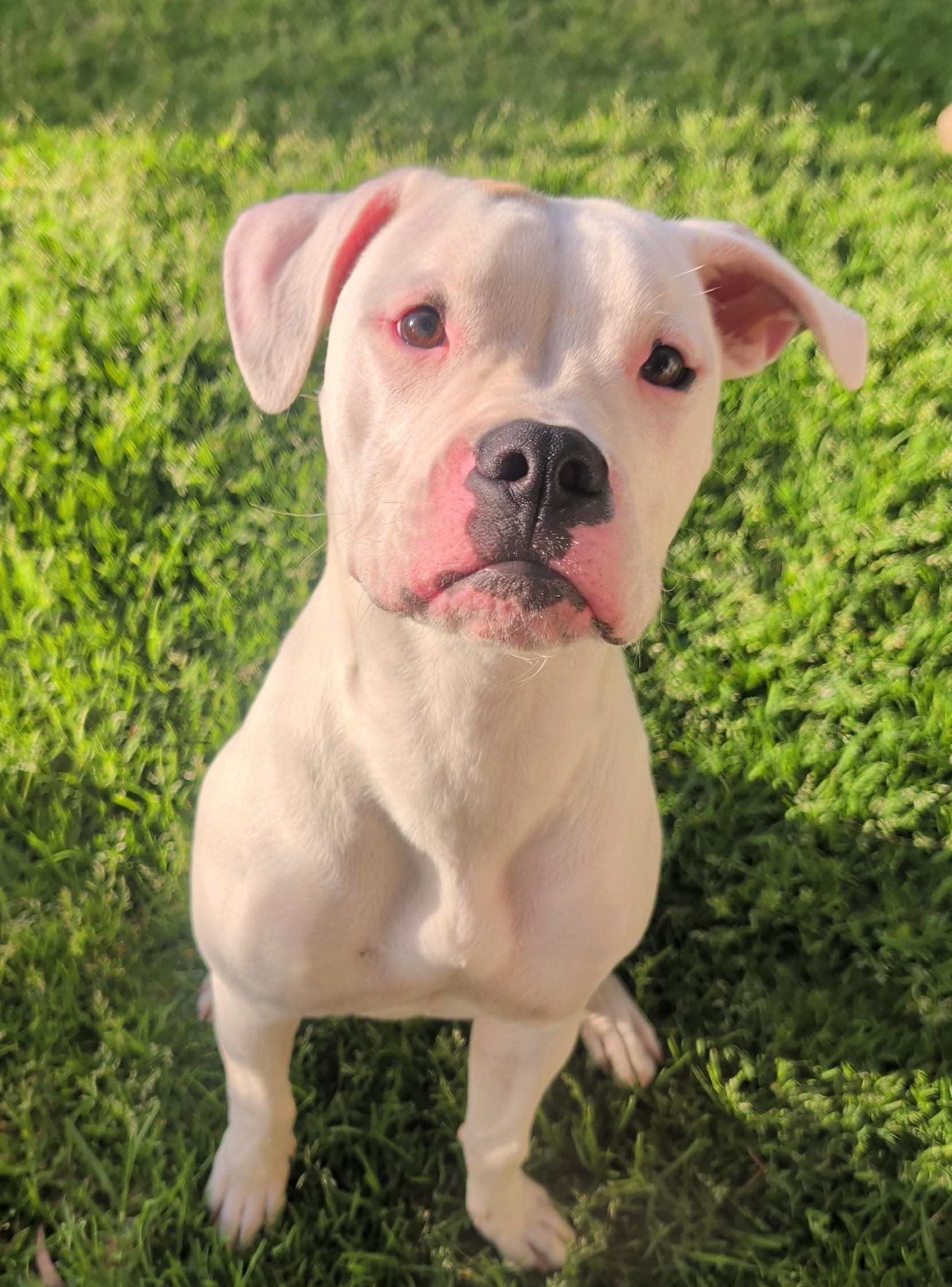 Boxer cross