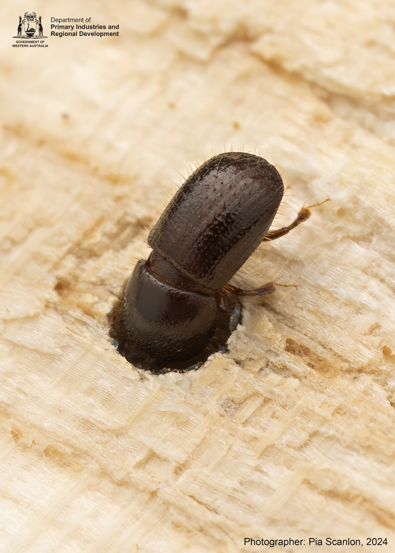 City Steps Up Efforts to Combat PSHB Infestation