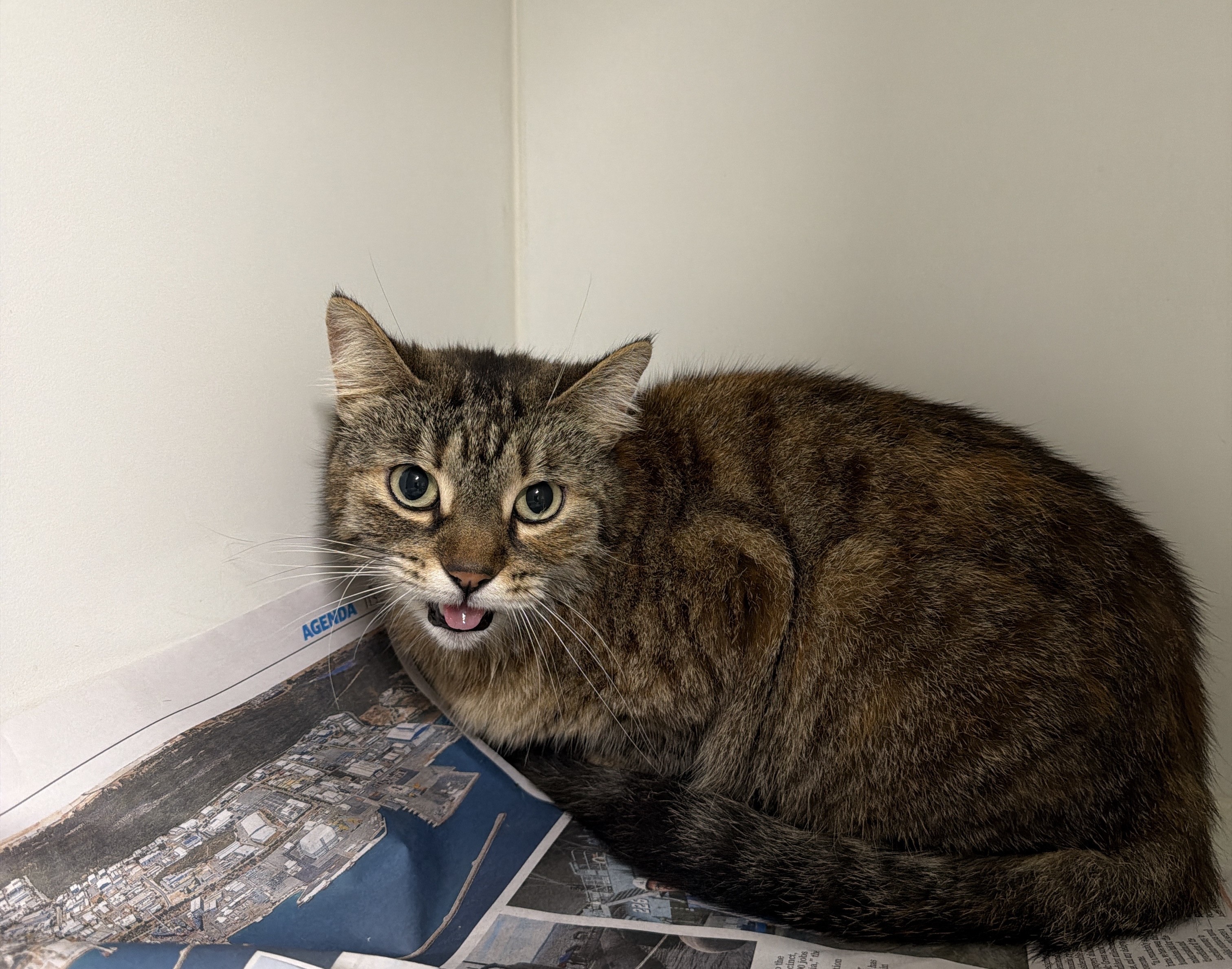 Domestic Short Hair Tabby