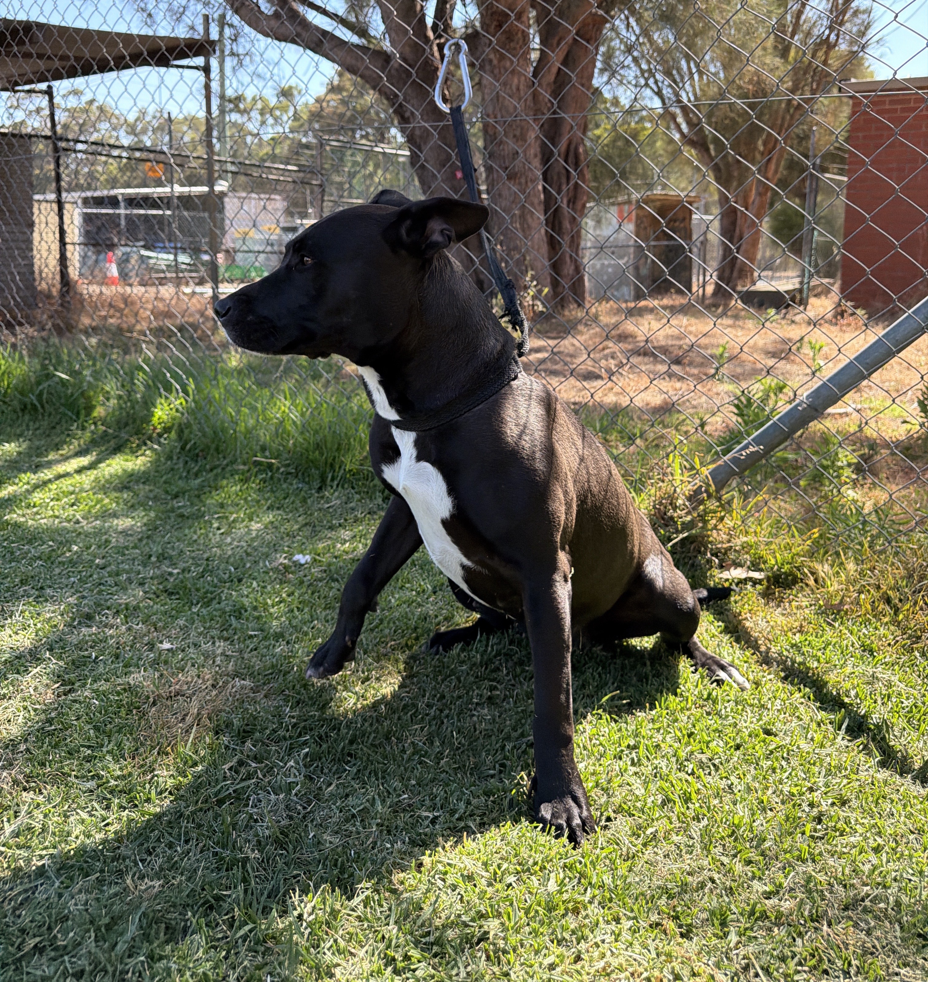 Black and White Female American Staffy Cross