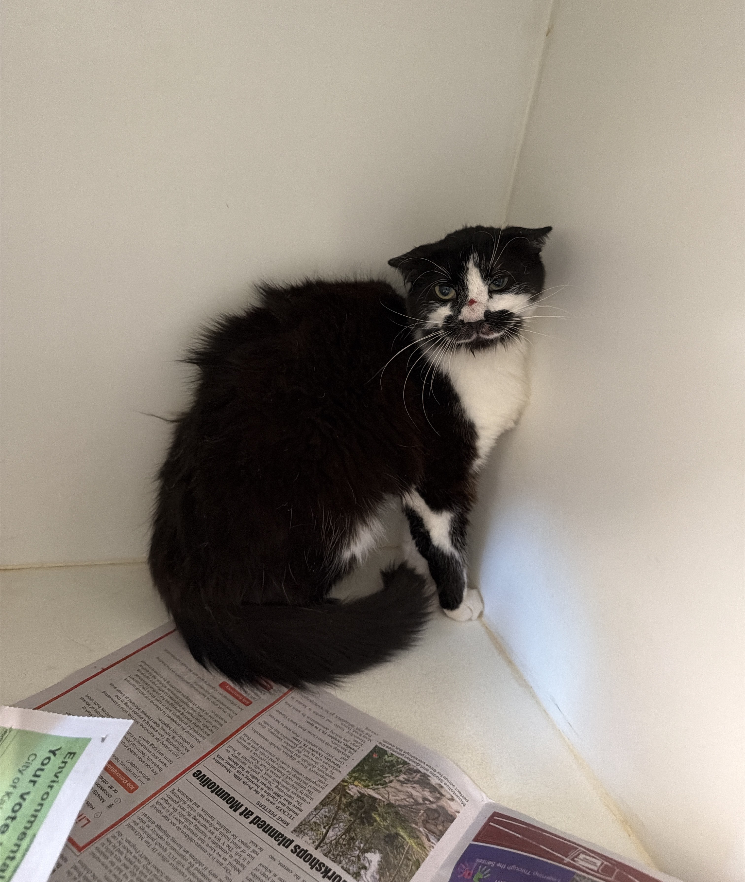 Black & White Domestic Short Hair