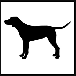 Red staffy bull terrier cross