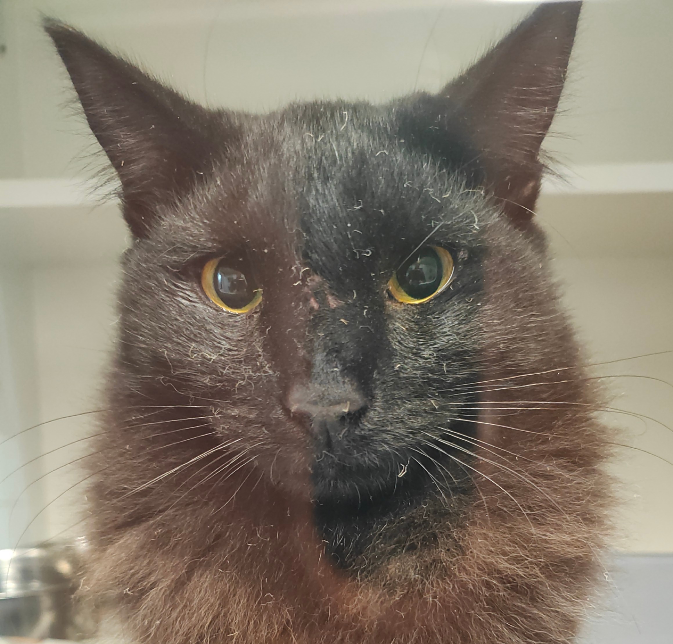 Black Domestic medium hair cat