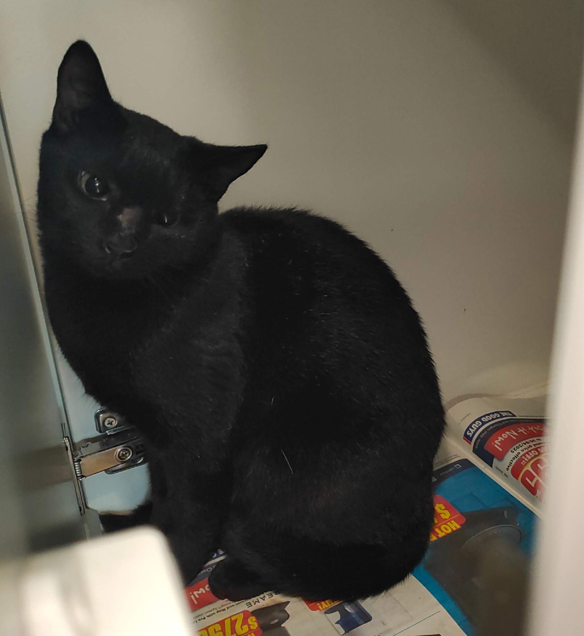 Black Domestic short hair cat
