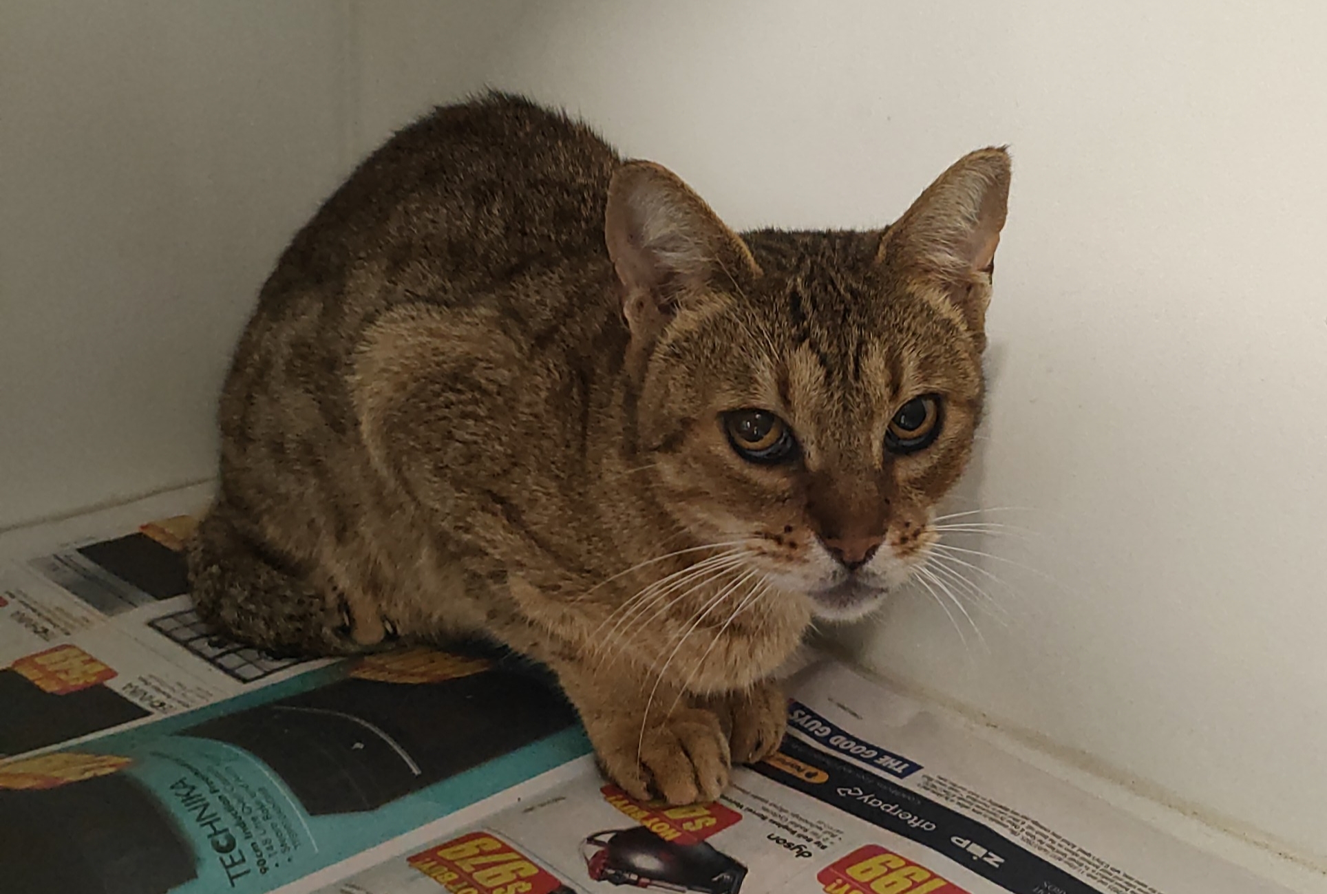 DSH cat