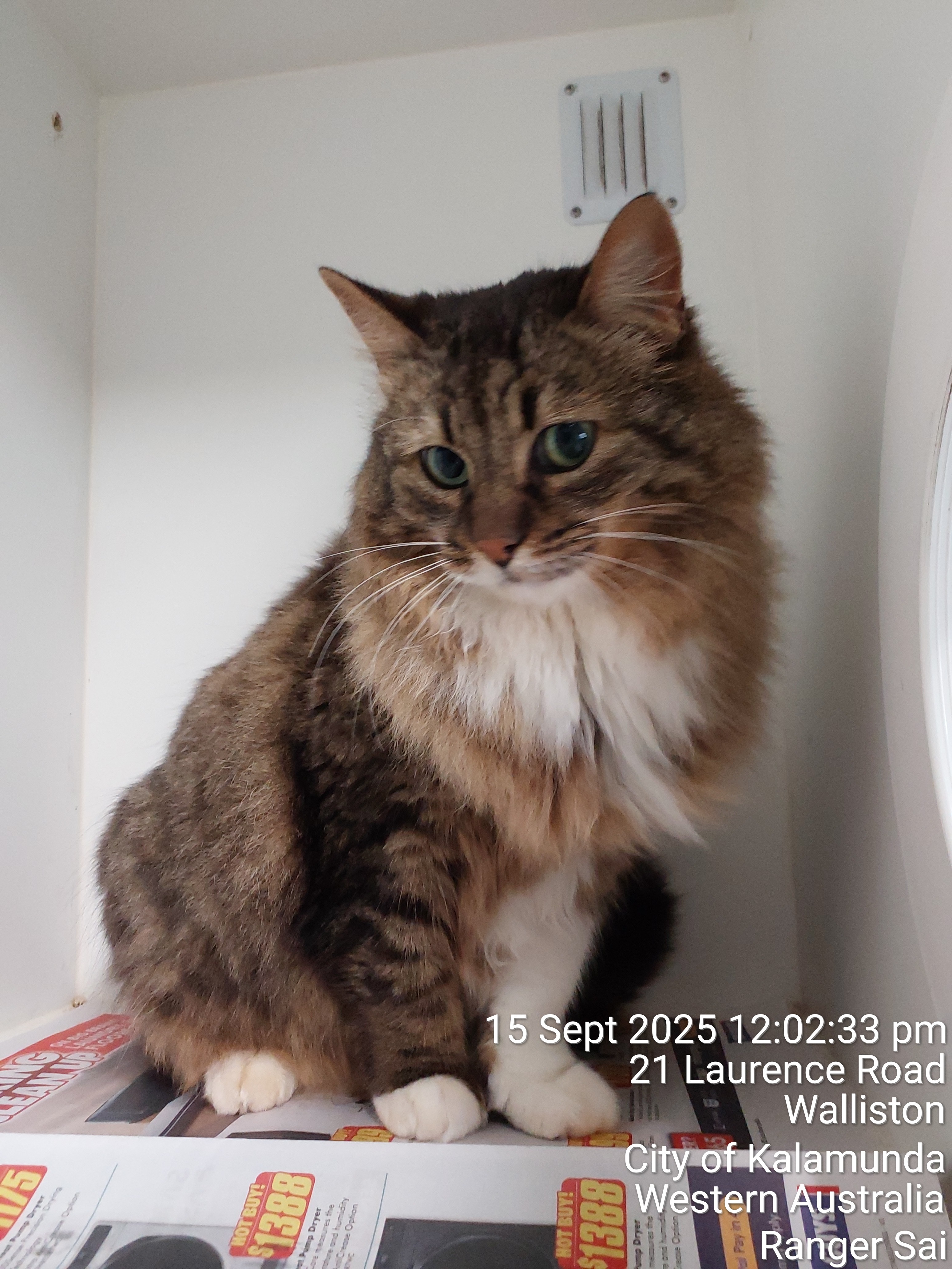 Female Domestic Medium Hair Tabby