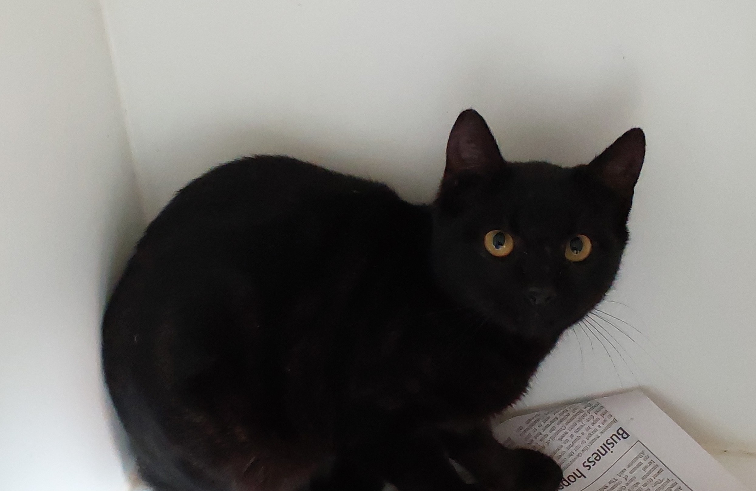Female Domestic Short Hair