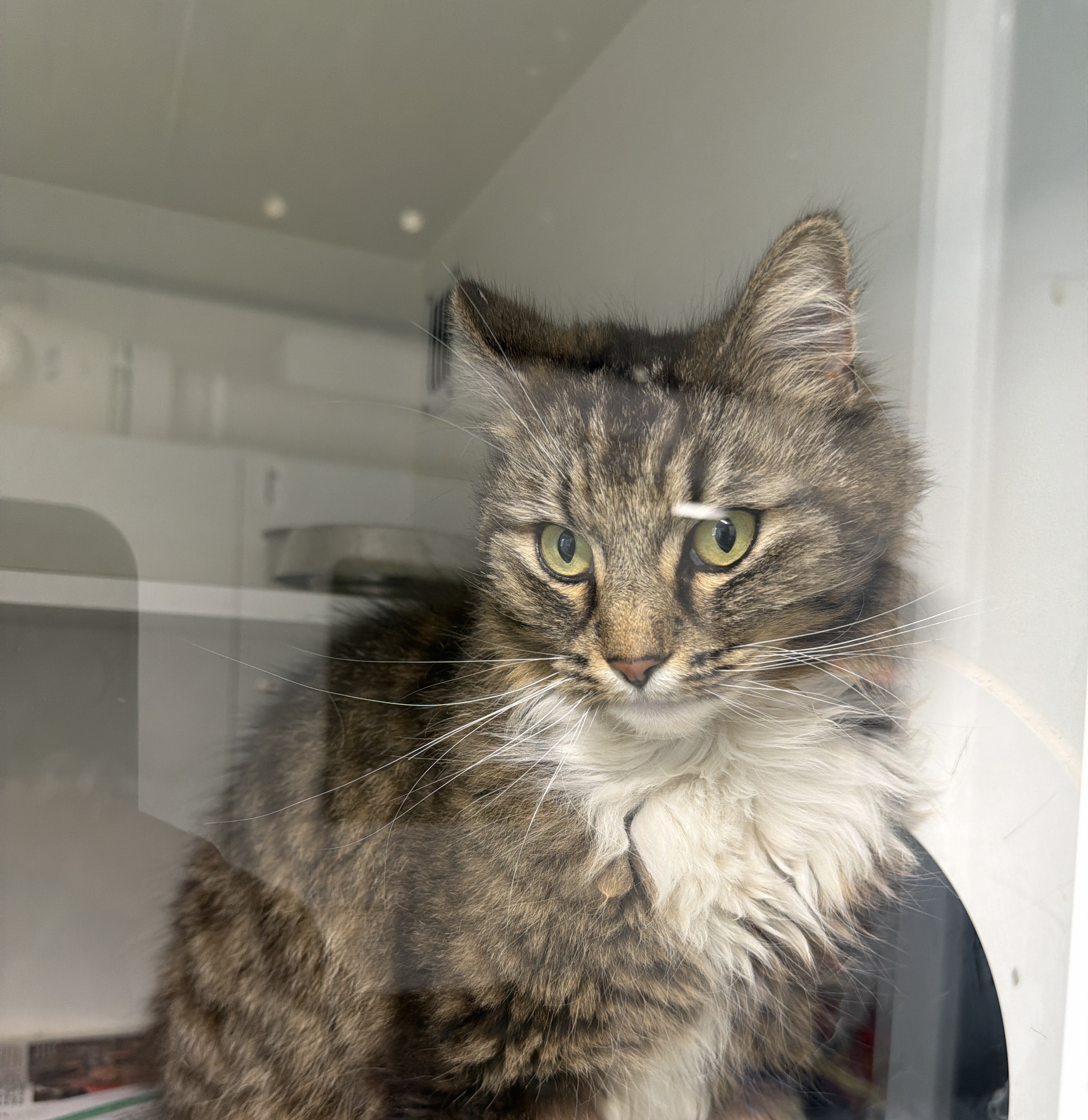 Female Domestic Medium Hair Tabby