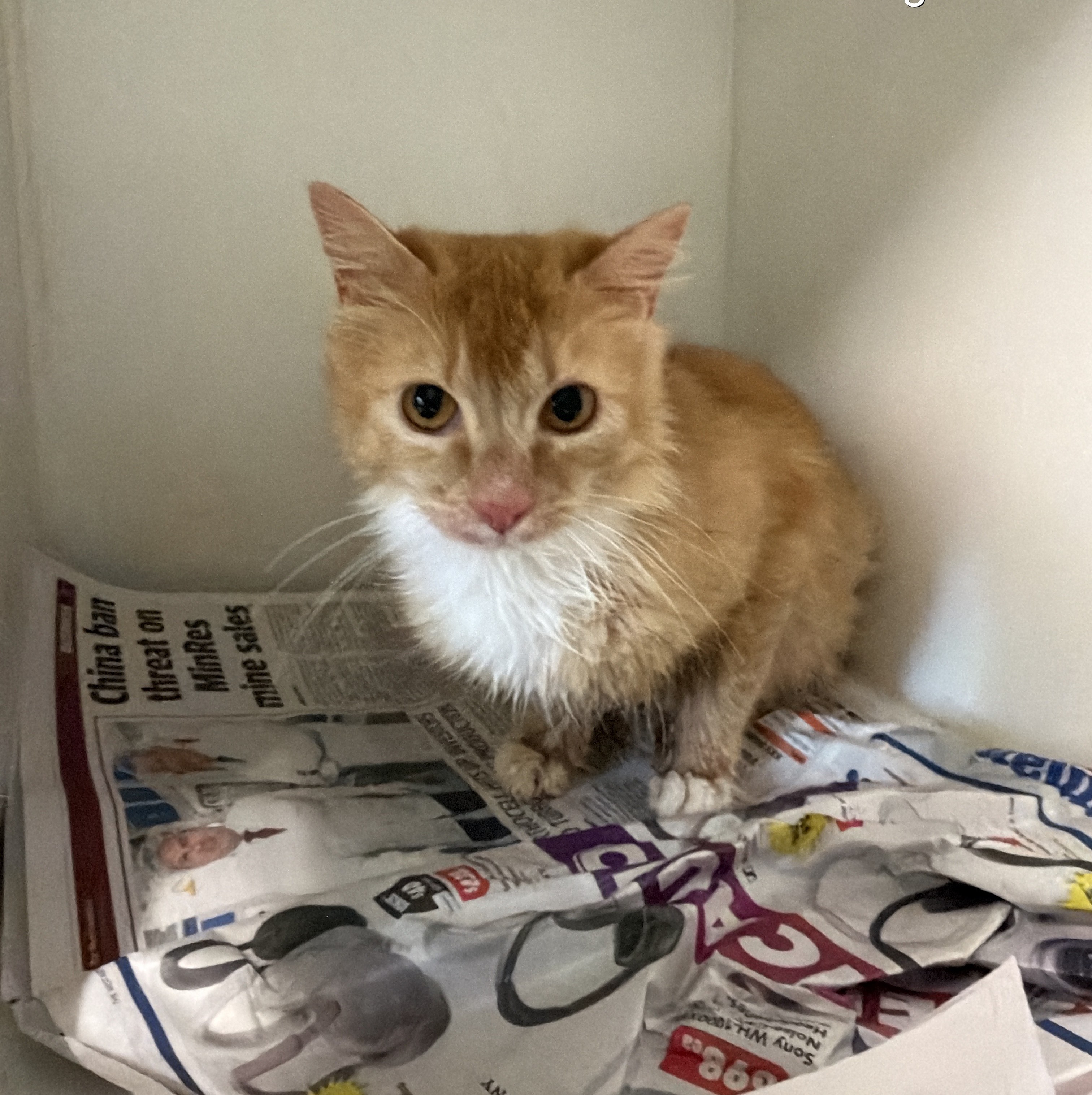 Female Domestic Short Hair Ginger Cat
