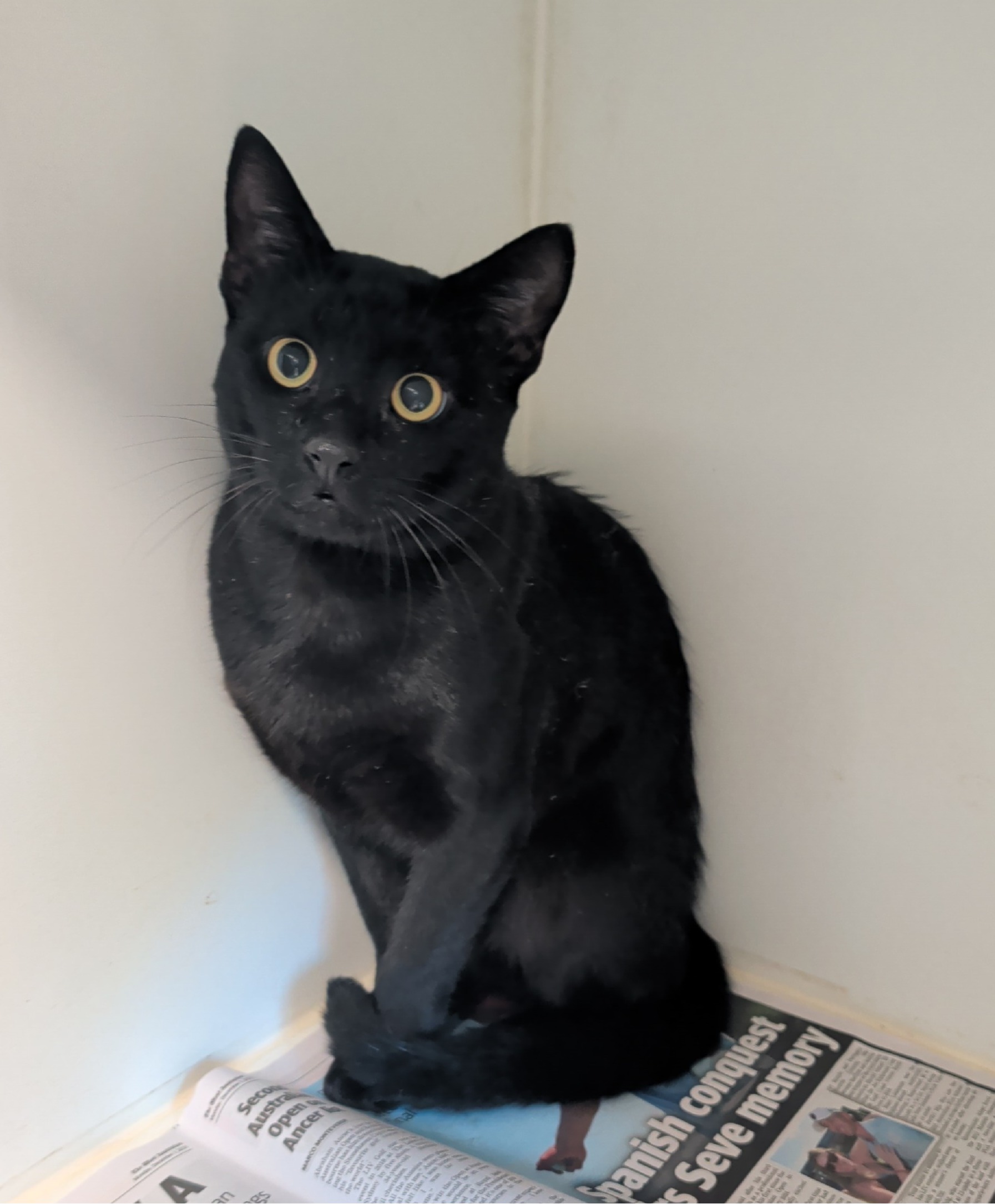 Domestic short haired cat