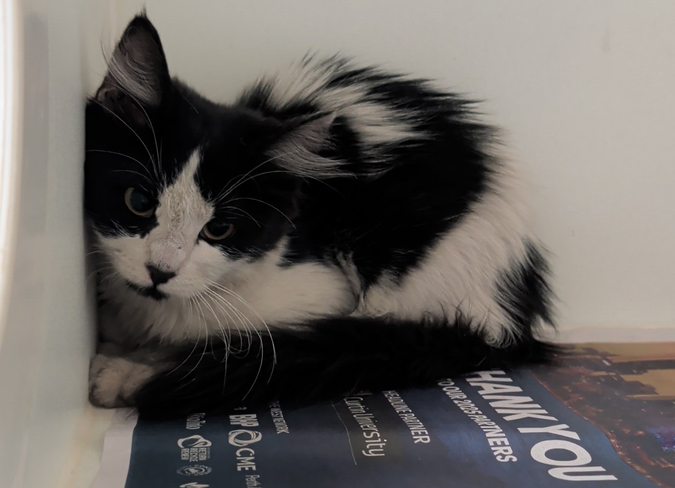 Domestic short hair cat