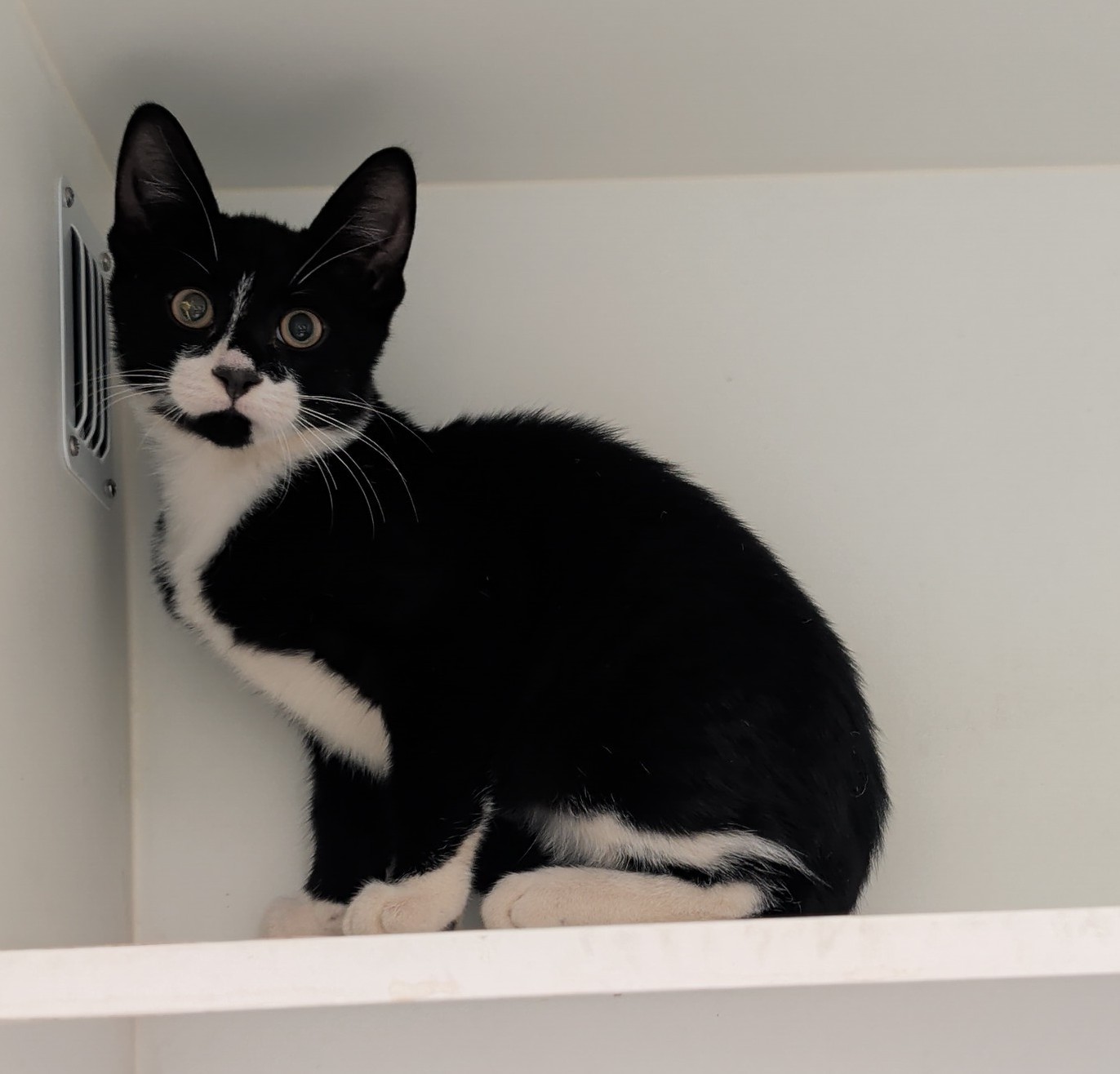 Domestic short hair cat