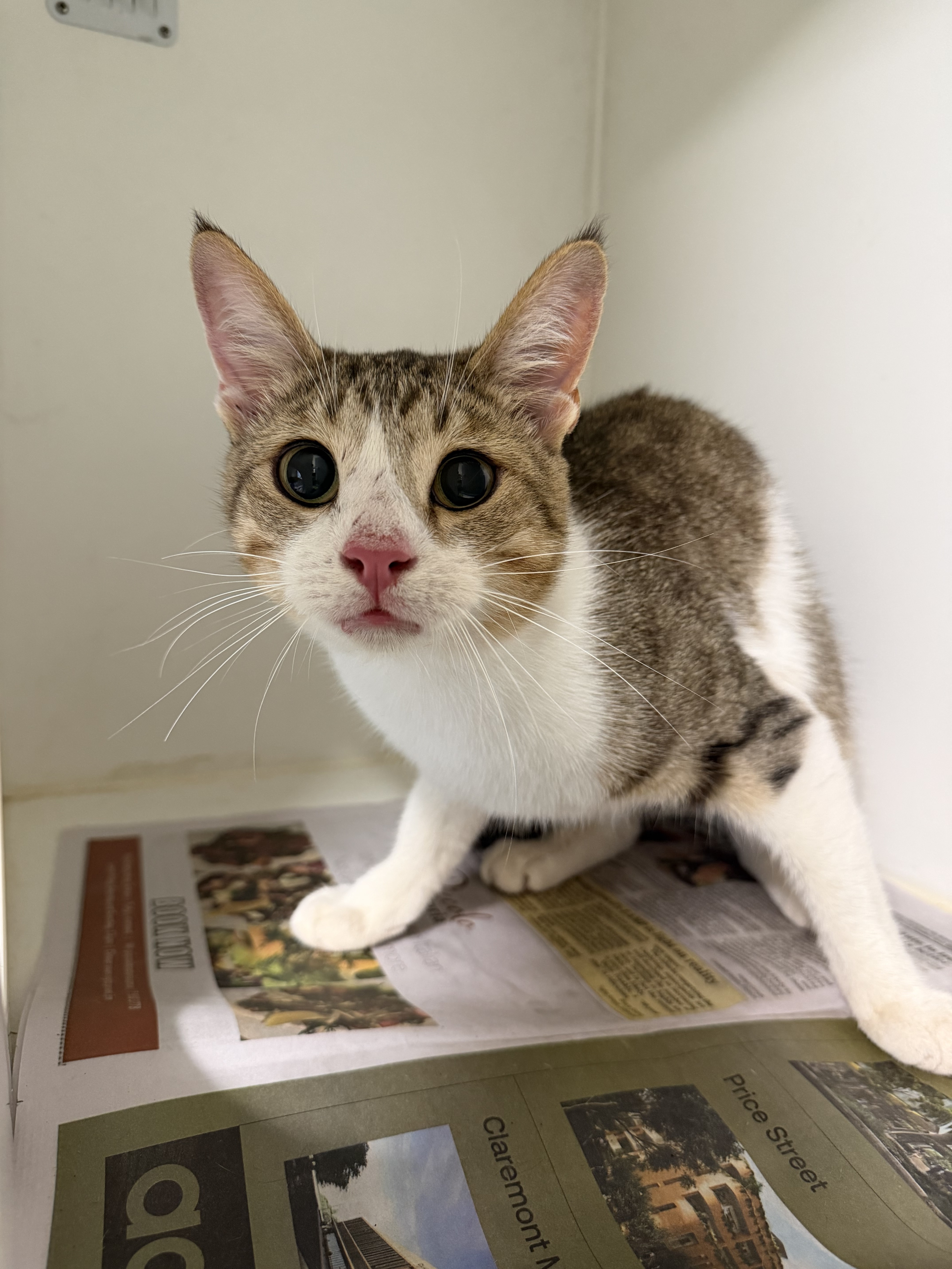 Tabby & White Domestic Short Hair Cat