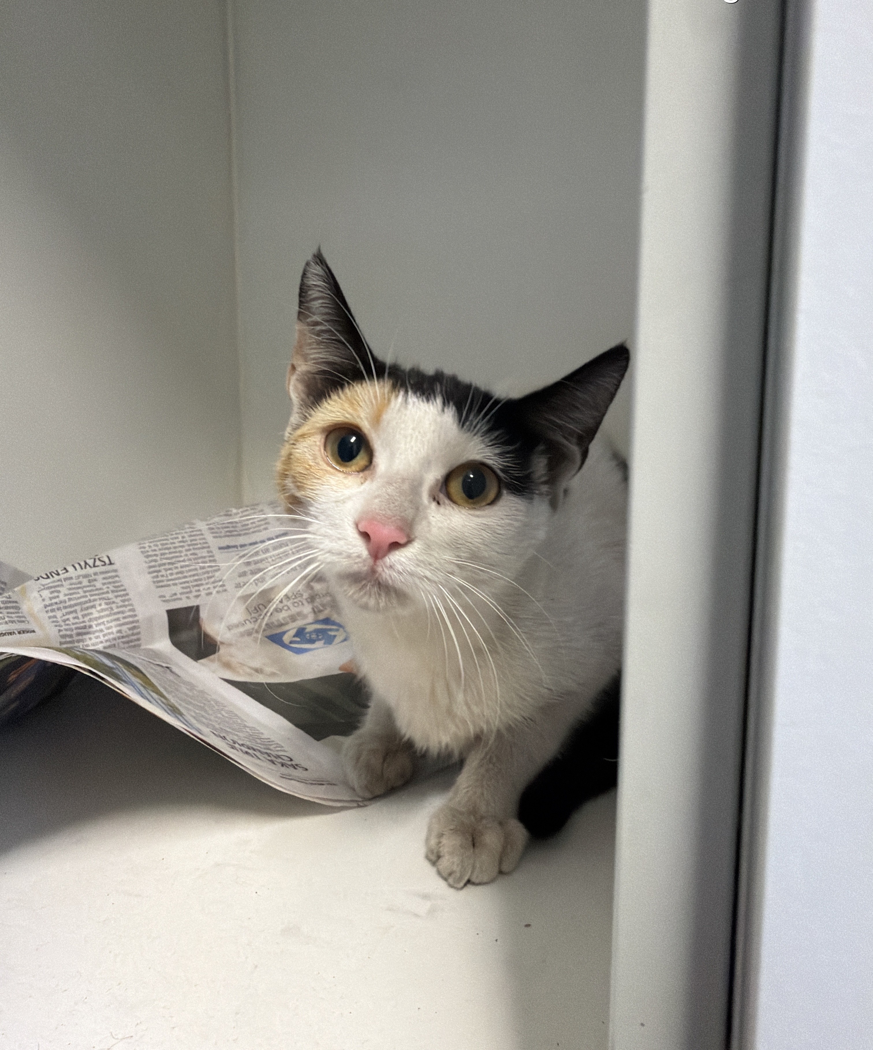 Female Tri Colour Domestic Short Hair Cat