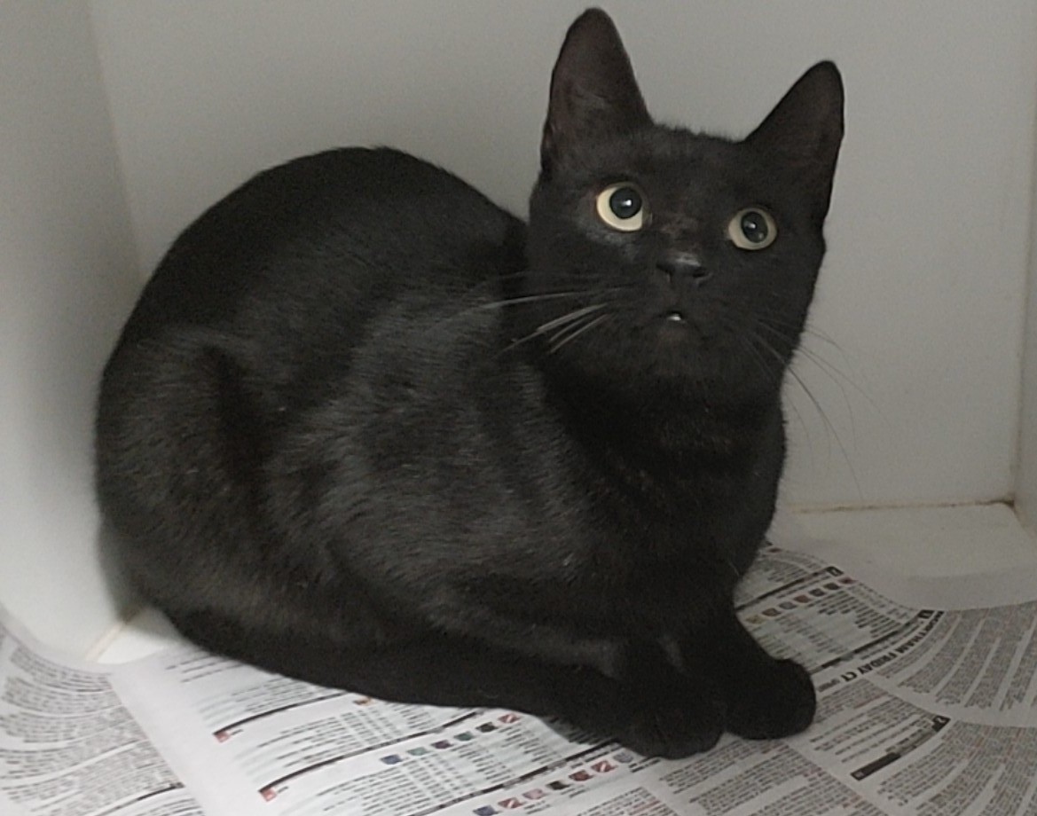 Domestic short haired cat