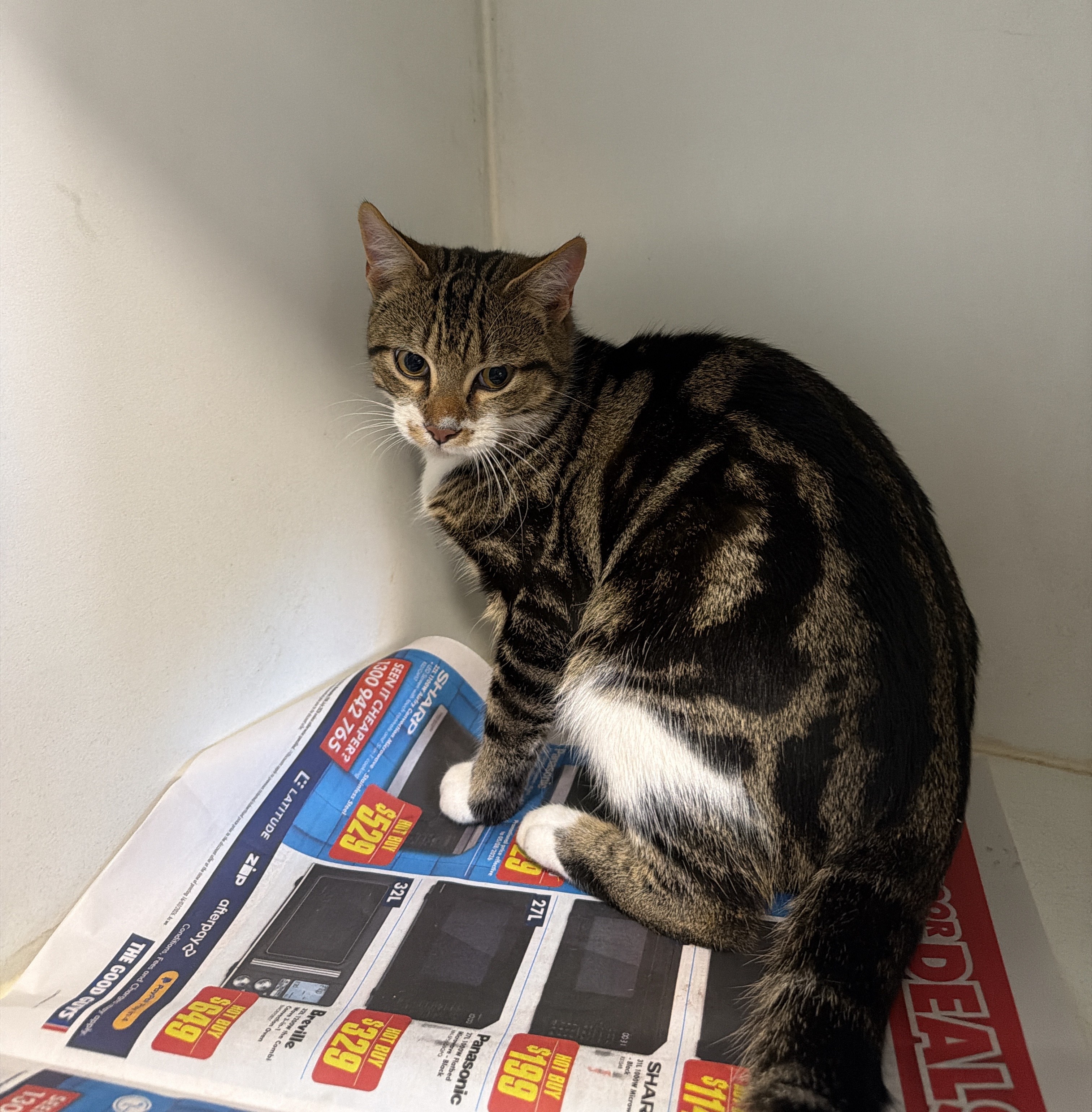 Grey Domestic Short Hair Tabby Cat