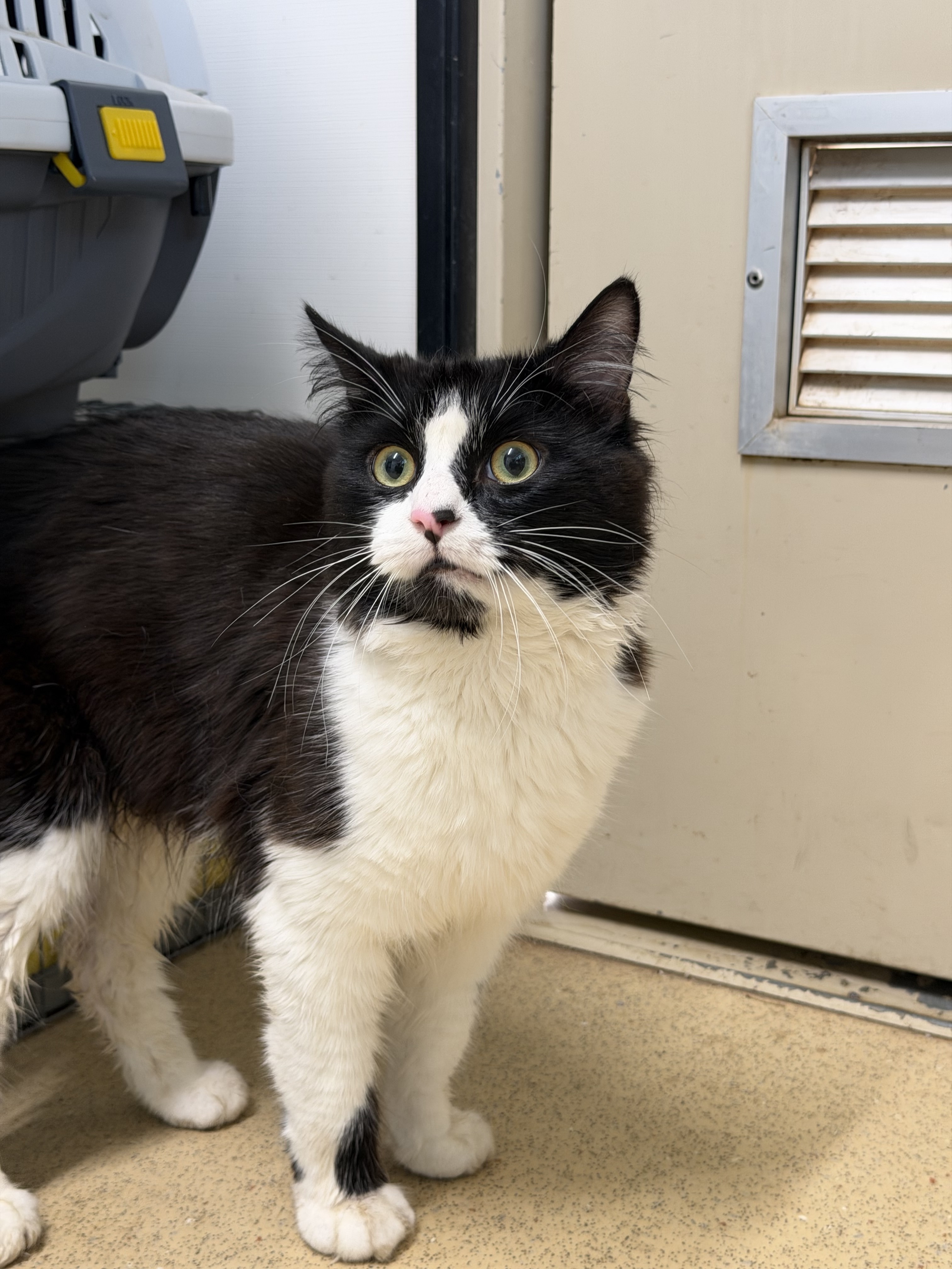 Male Black & White Domestic Short Hair Cat