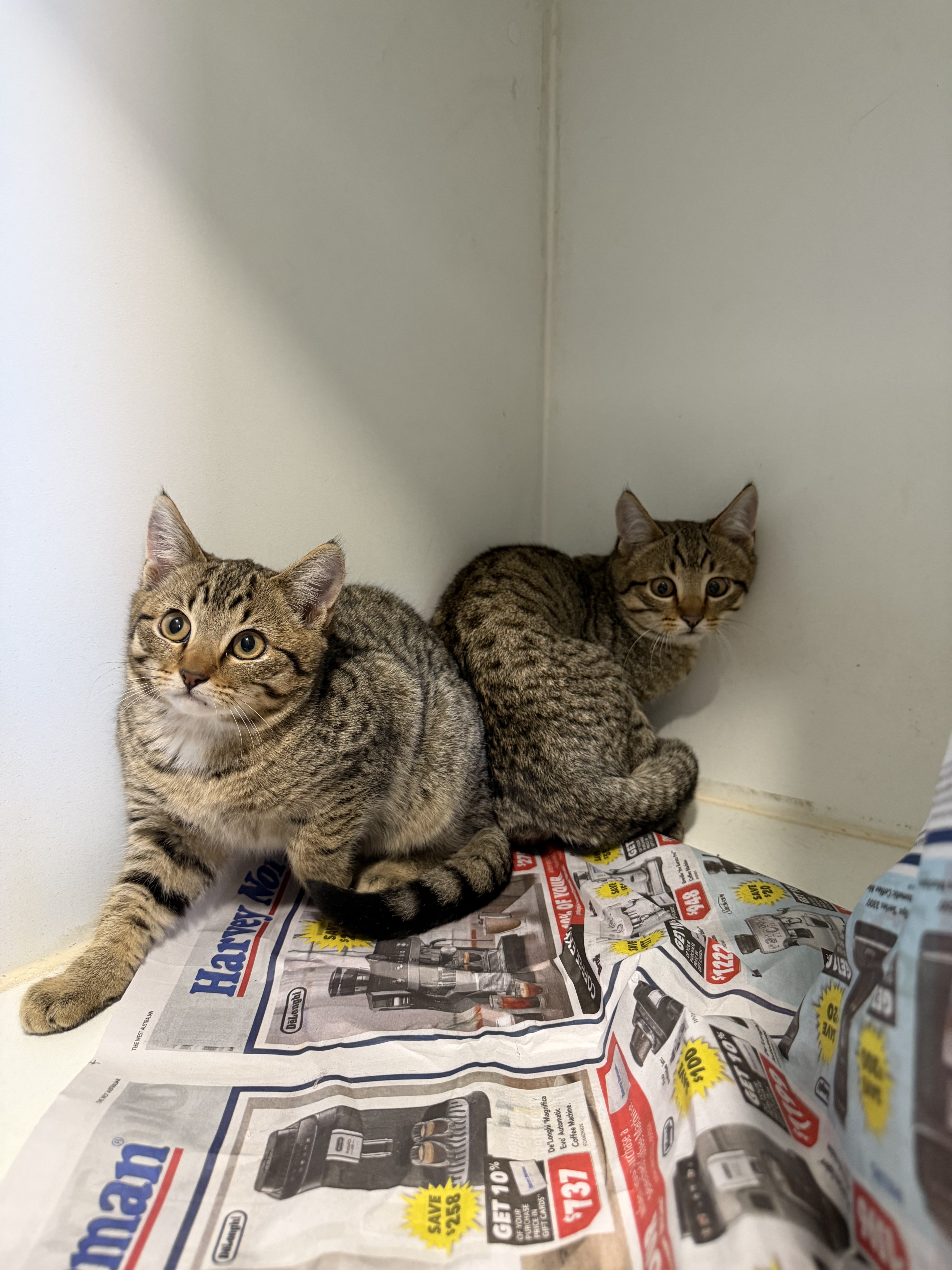 2 x Domestic Short Hair Grey Tabby Cats