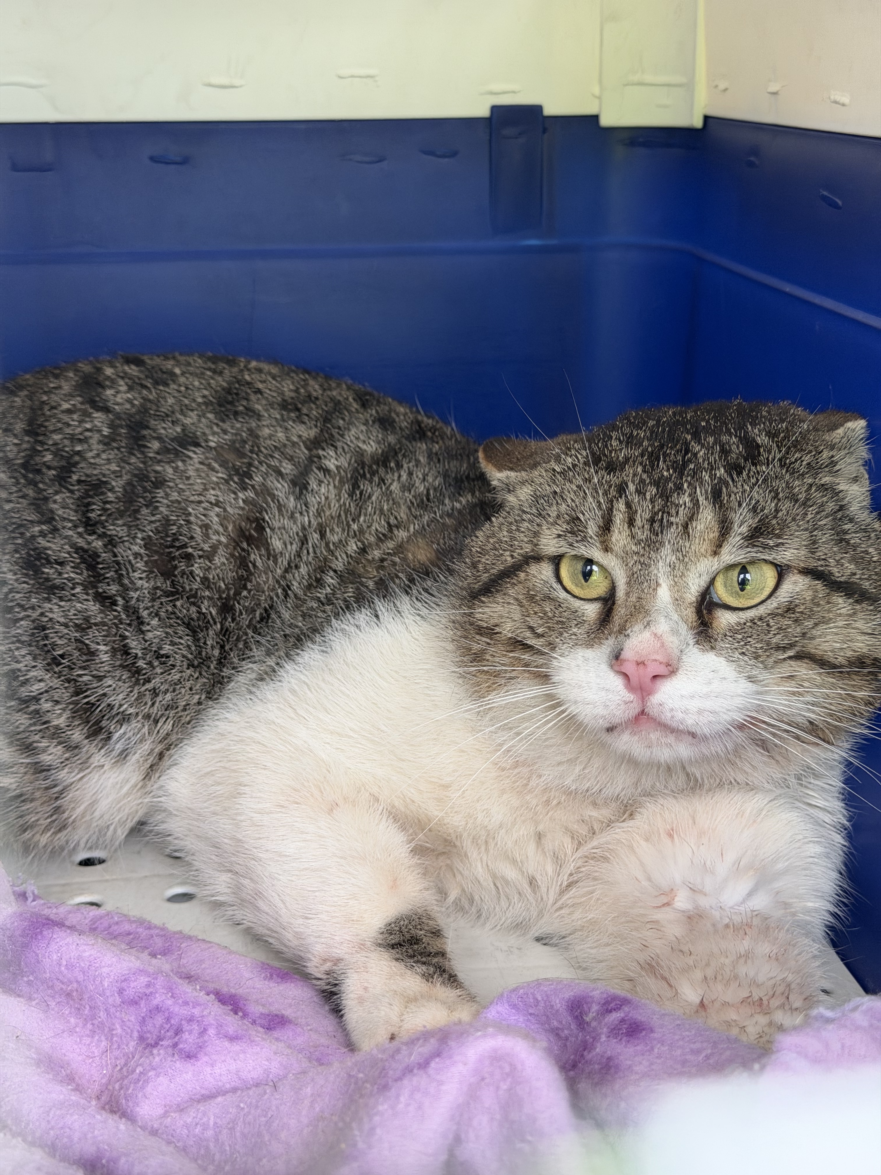 Tabby & White Domestic Short Hair Cat