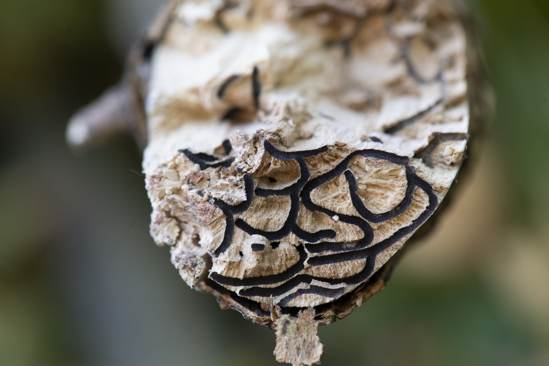 Polyphagous shot-hole borer: Community Information Session