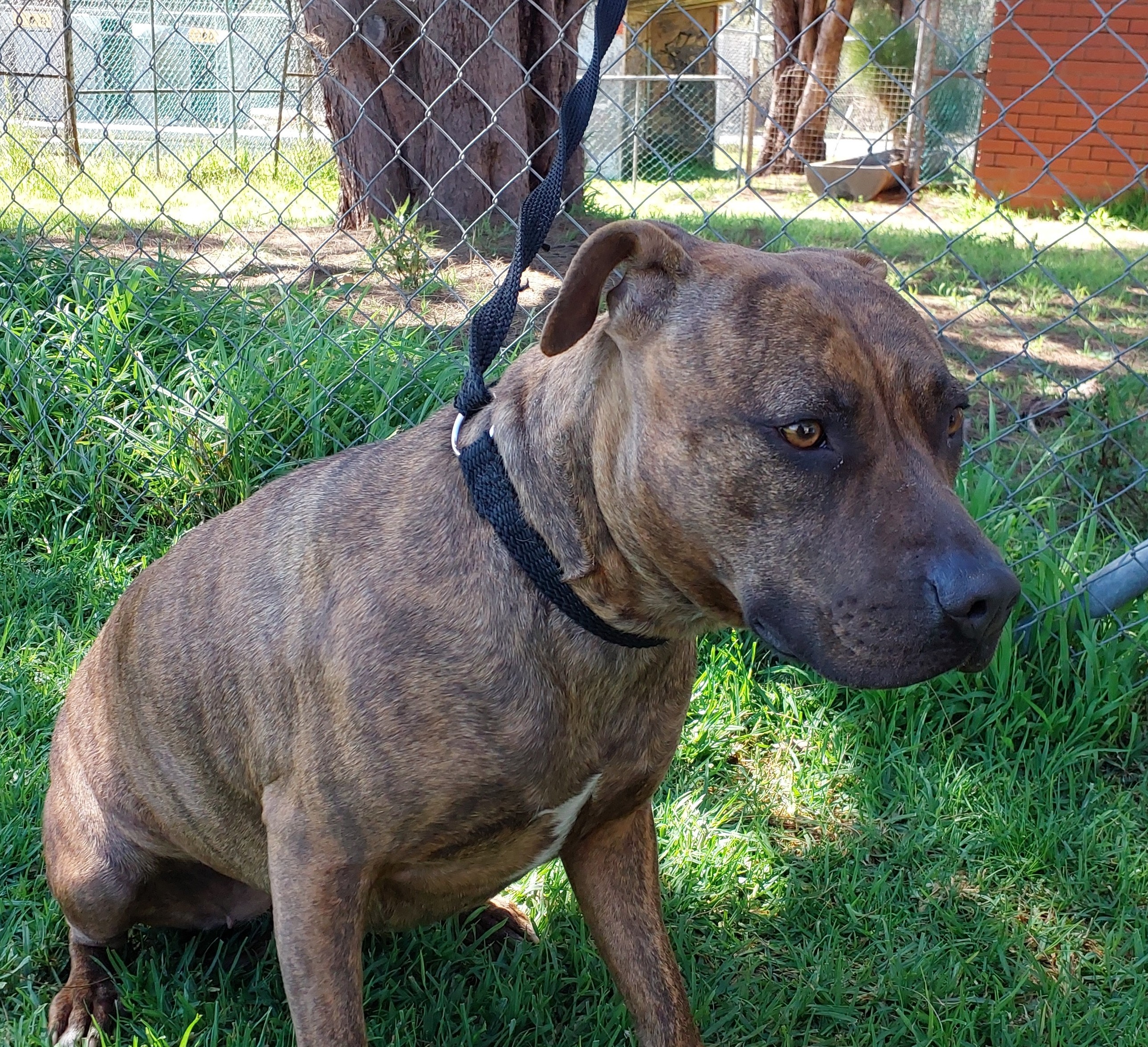 Female Brindle Staffy