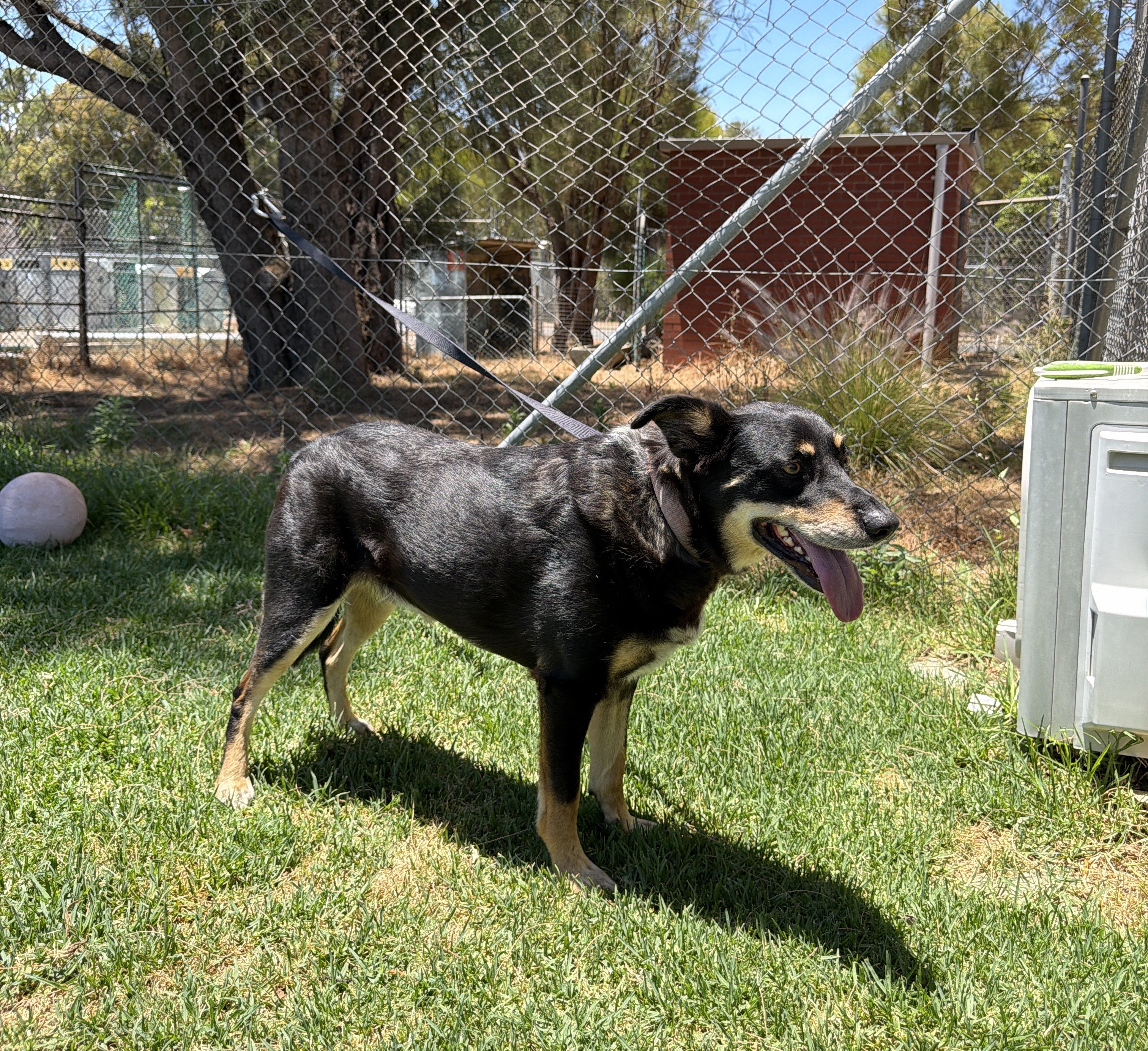 Male Tri-Colour Kelpie