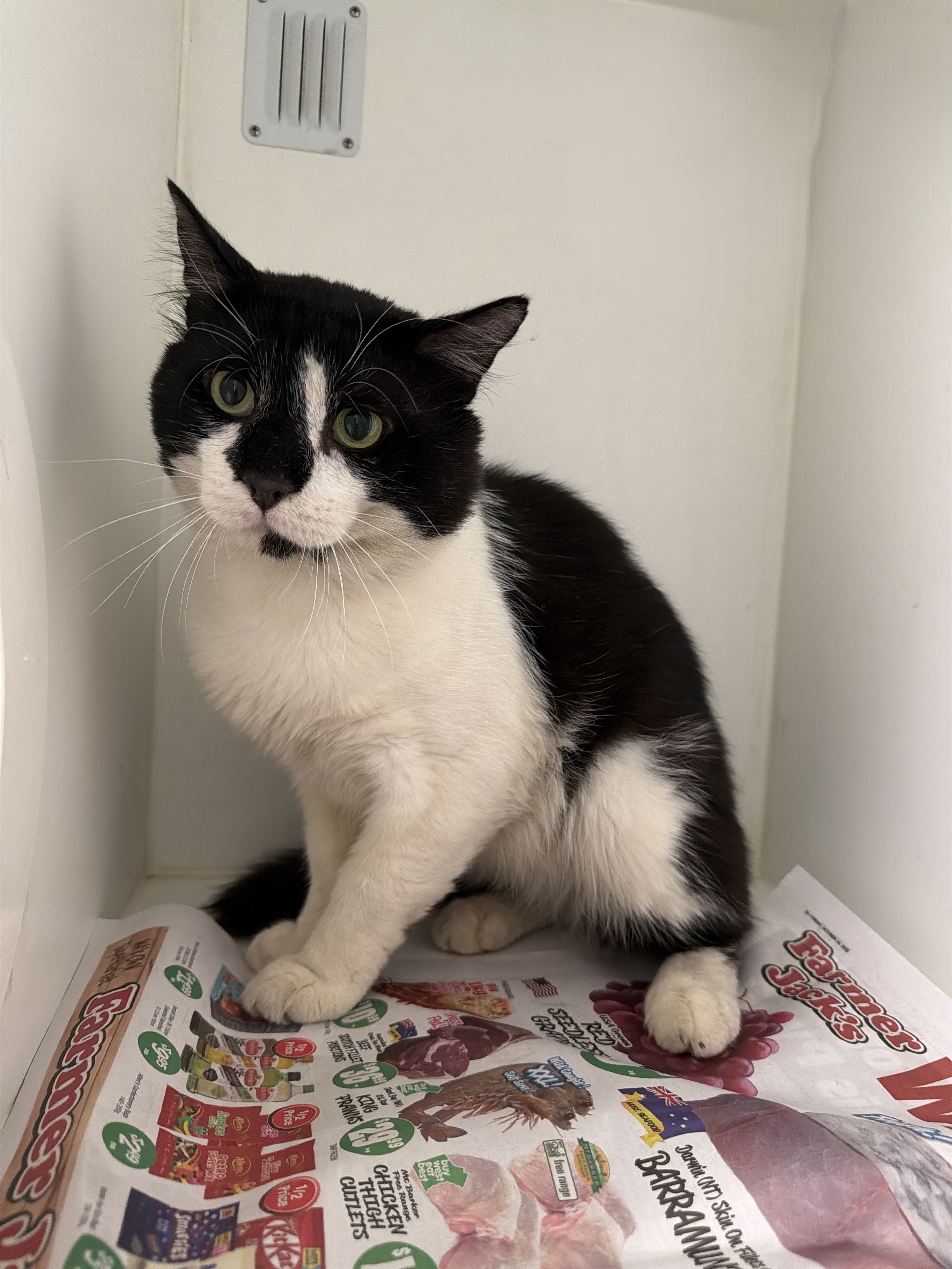 Black & White Domestic Short Hair