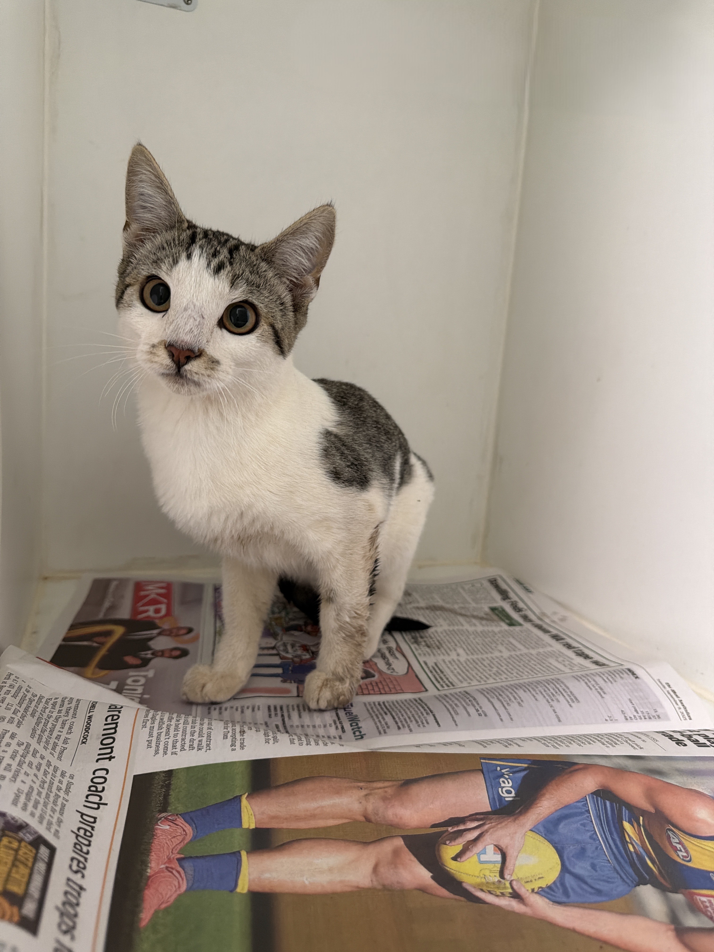 White & Grey Tabby Cat
