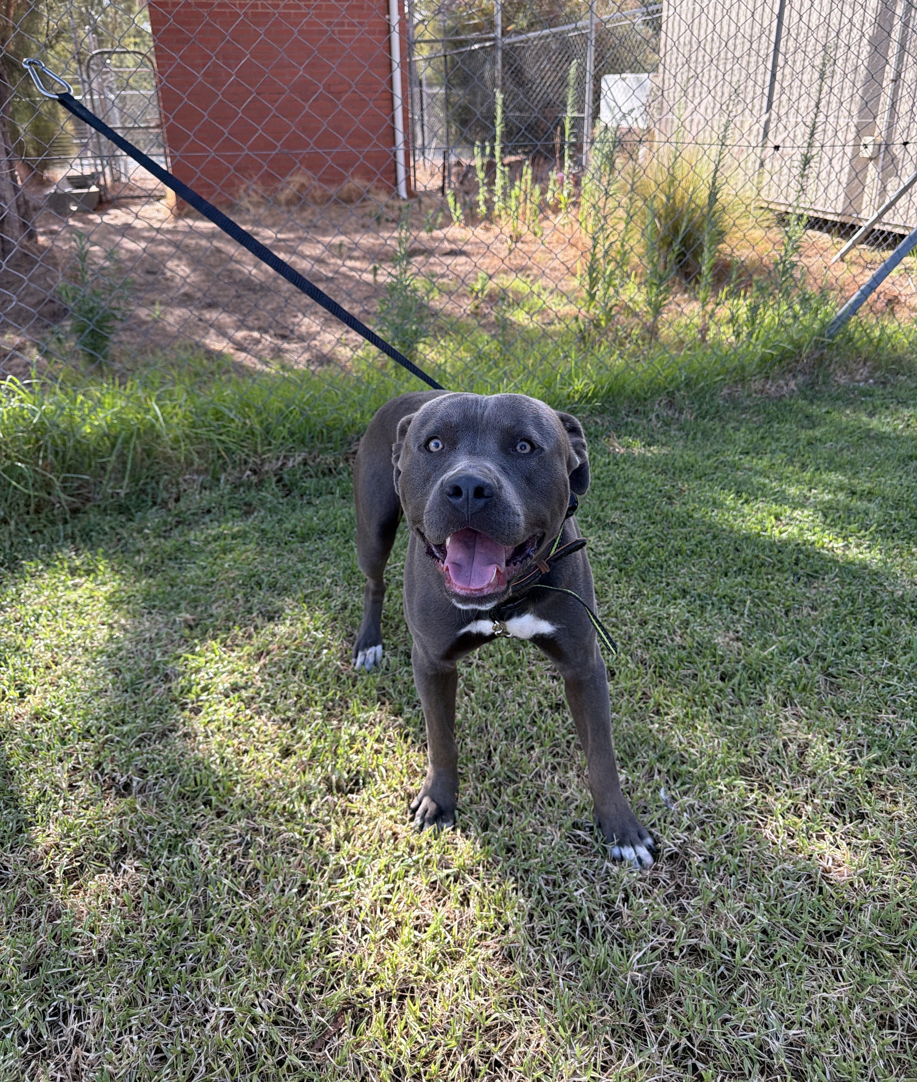 Grey & White Male American Staffy