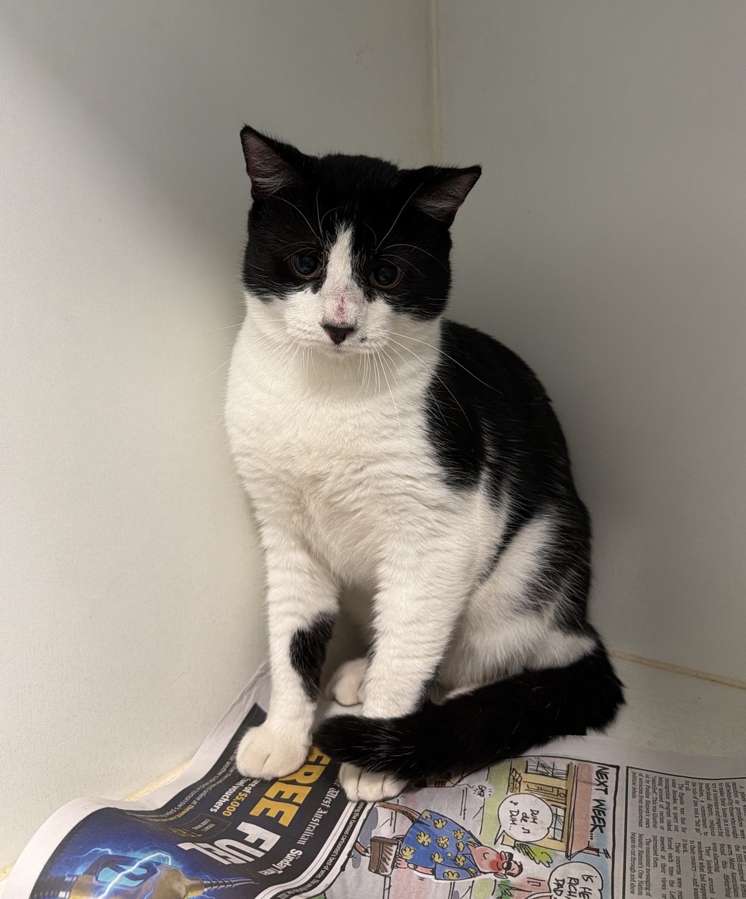 Black & White Domestic Short Hair Cat