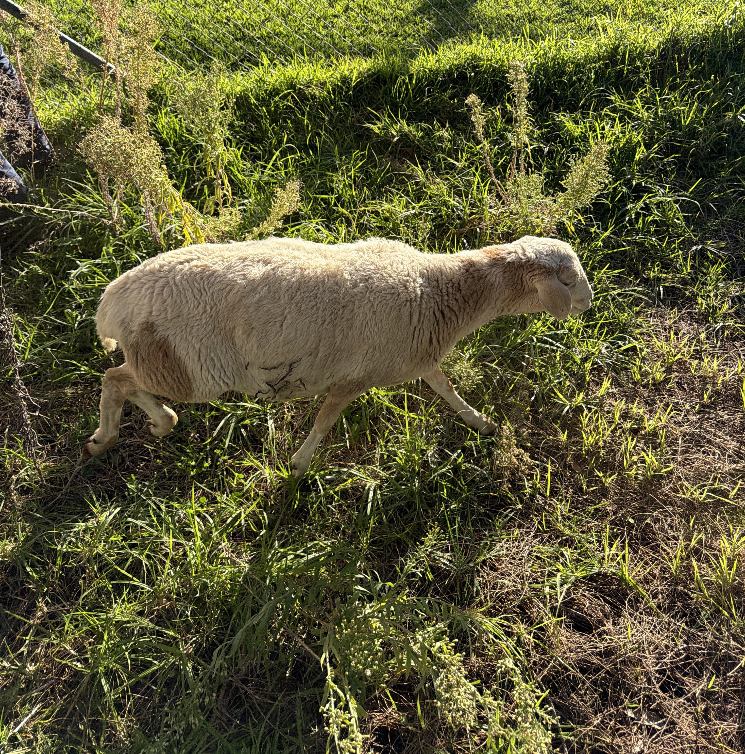 Female White Sheep