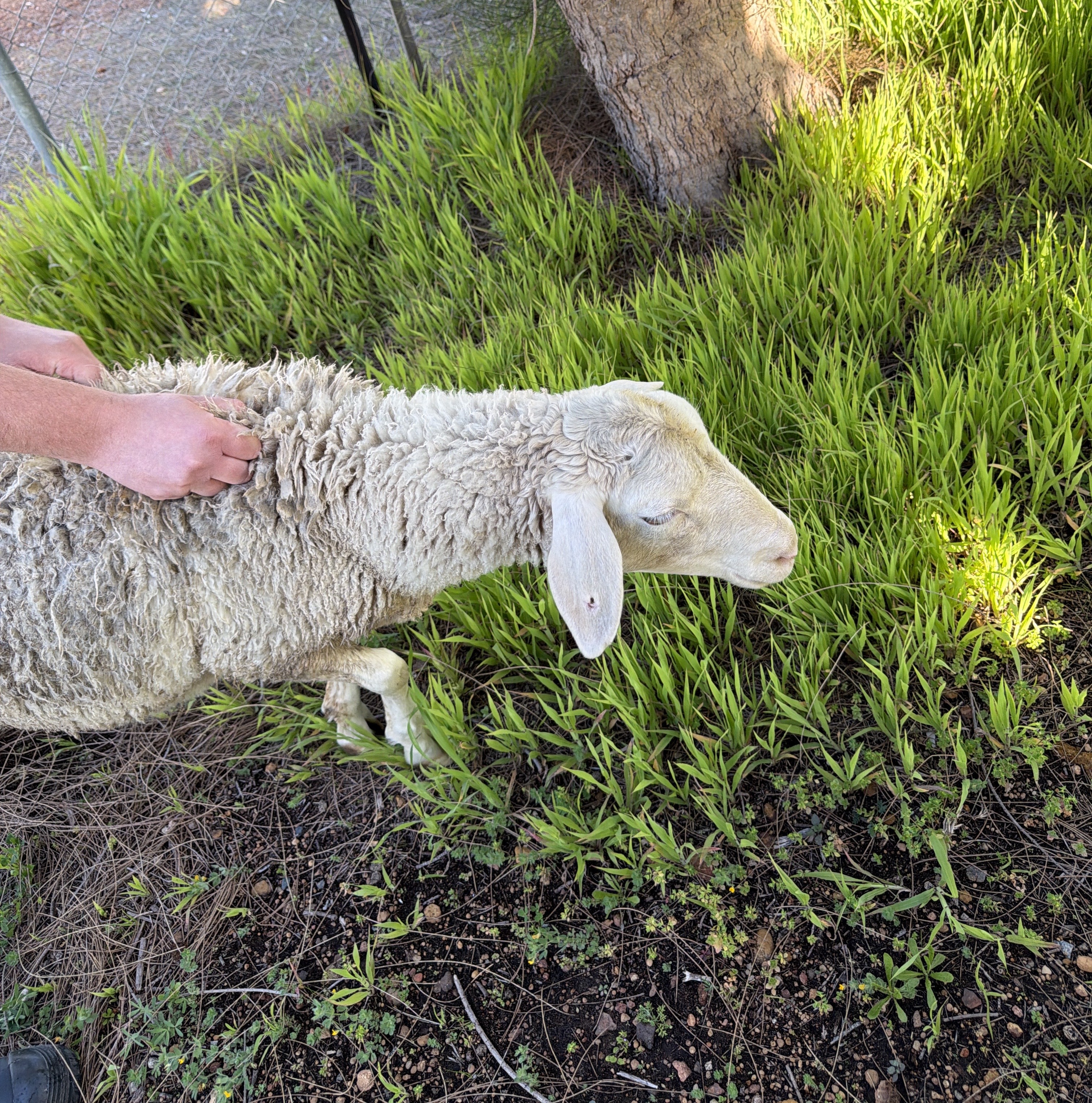 Female White Sheep