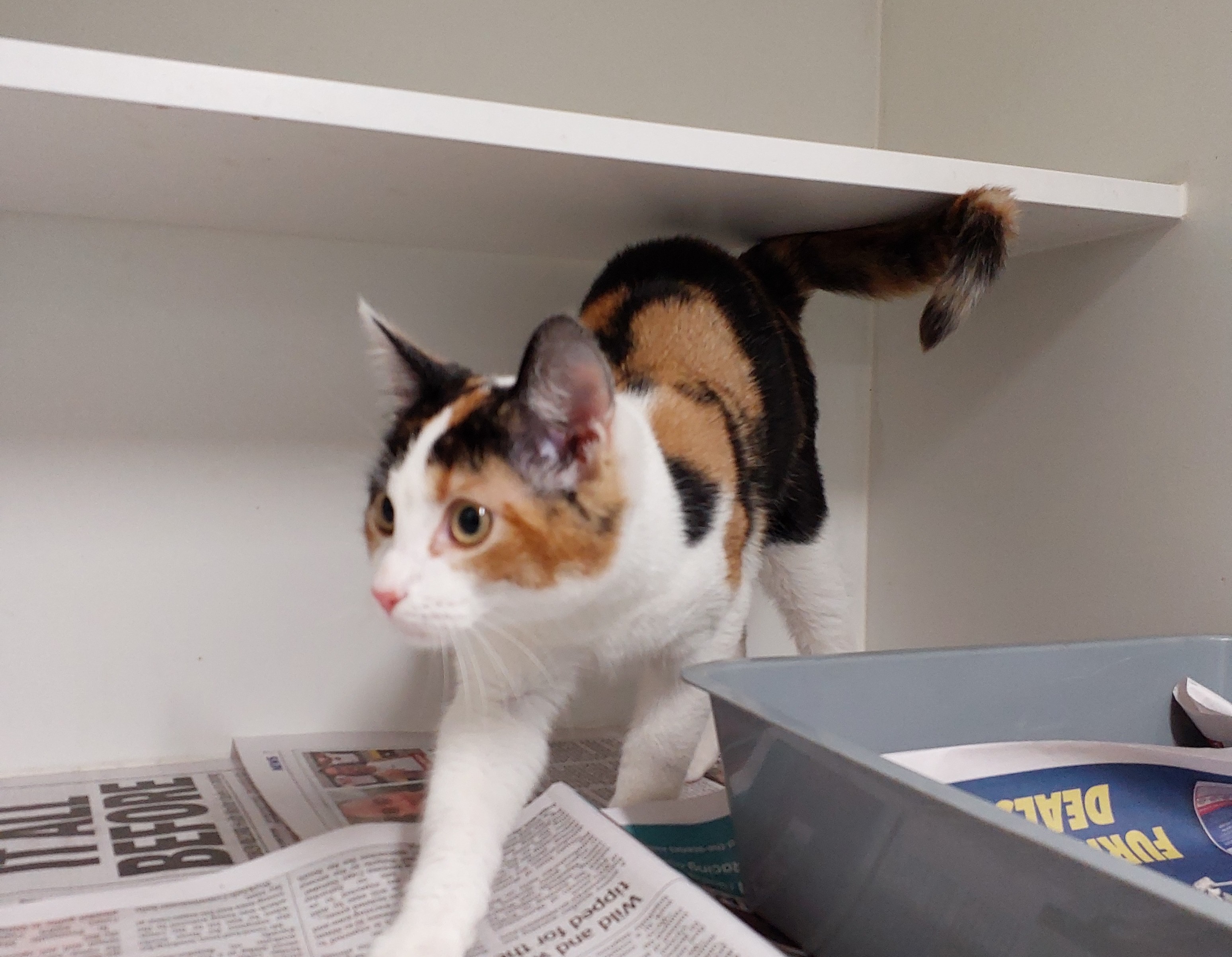 Female Domestic Short Hair