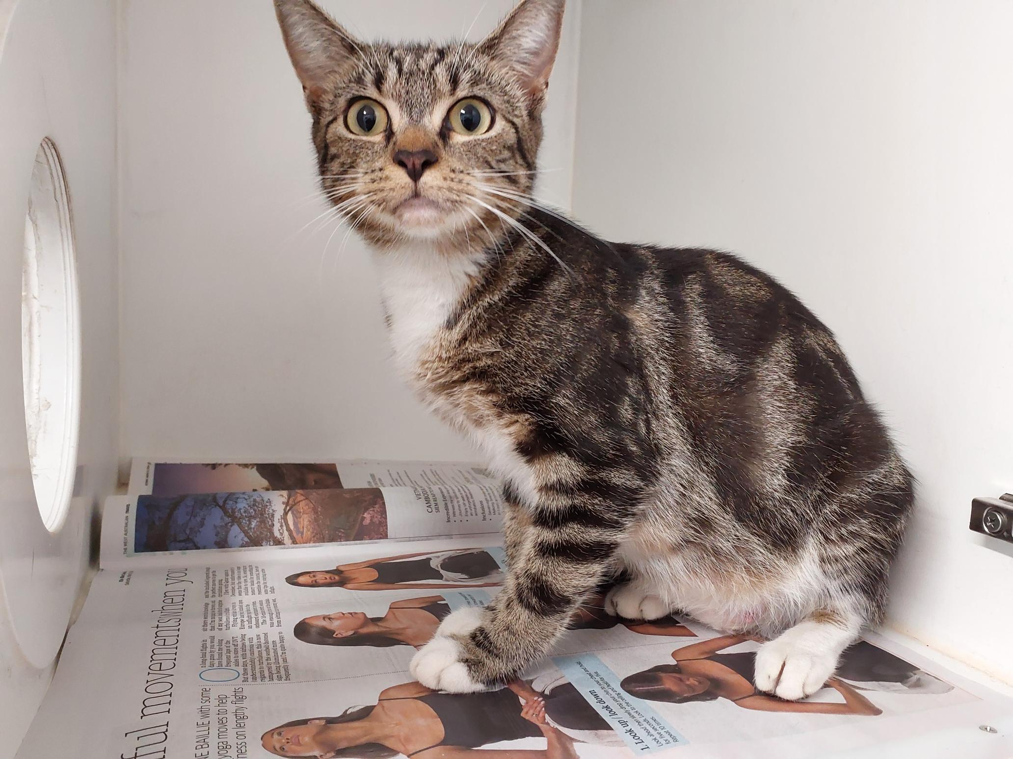 Domestic Short Hair, Female, Tabby