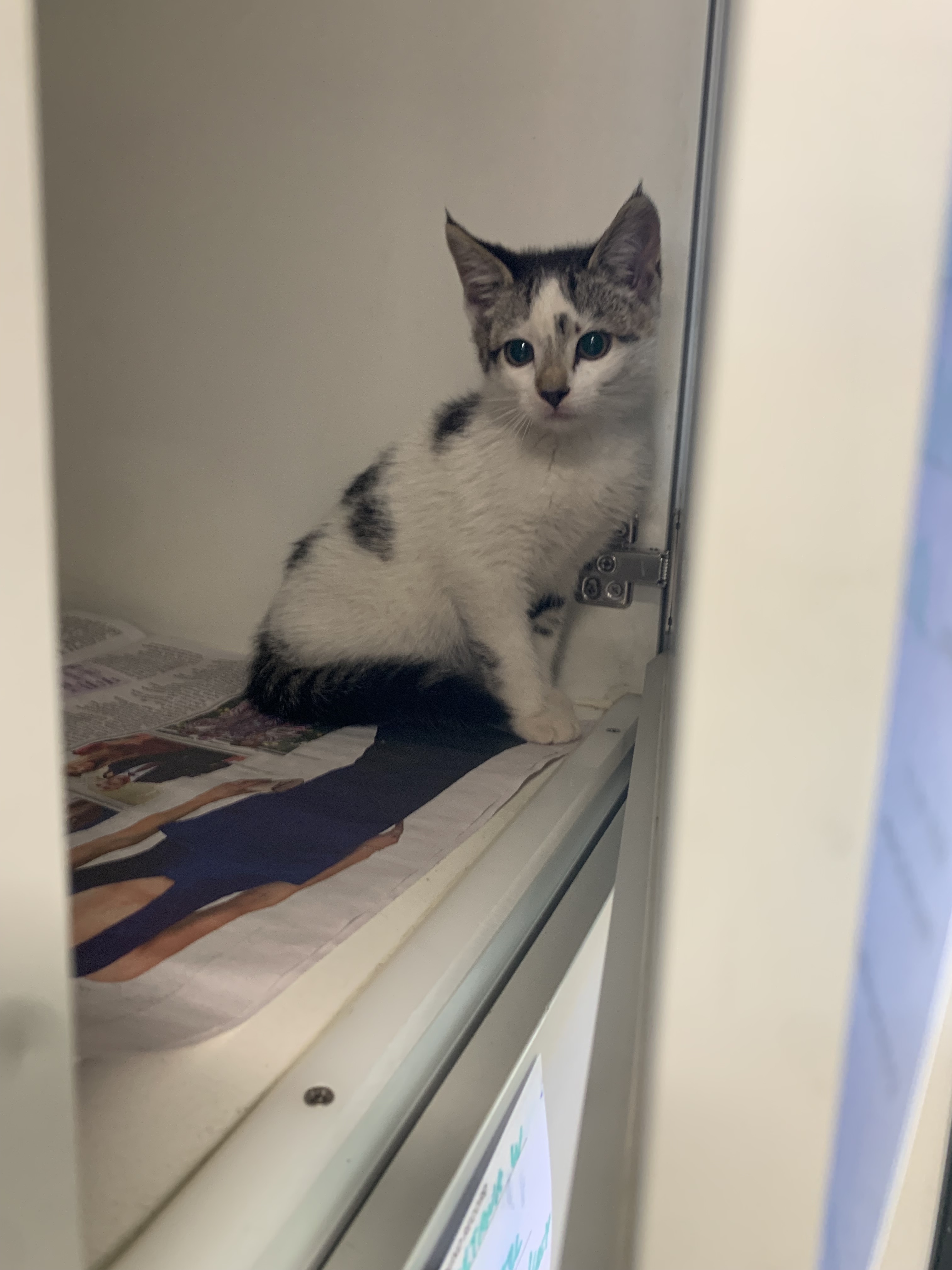 White black and Grey Kitten